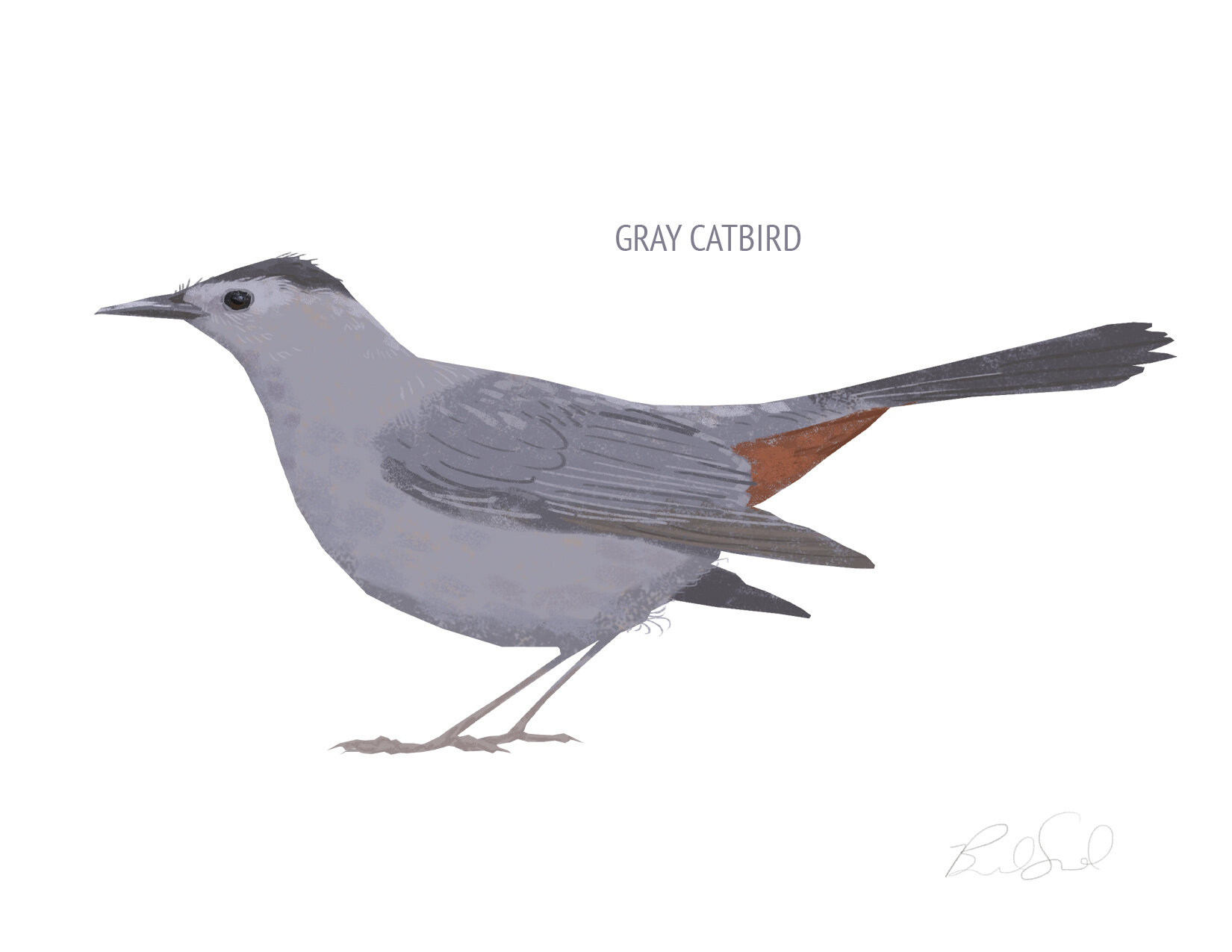 Gray Catbird_cardfront.jpg