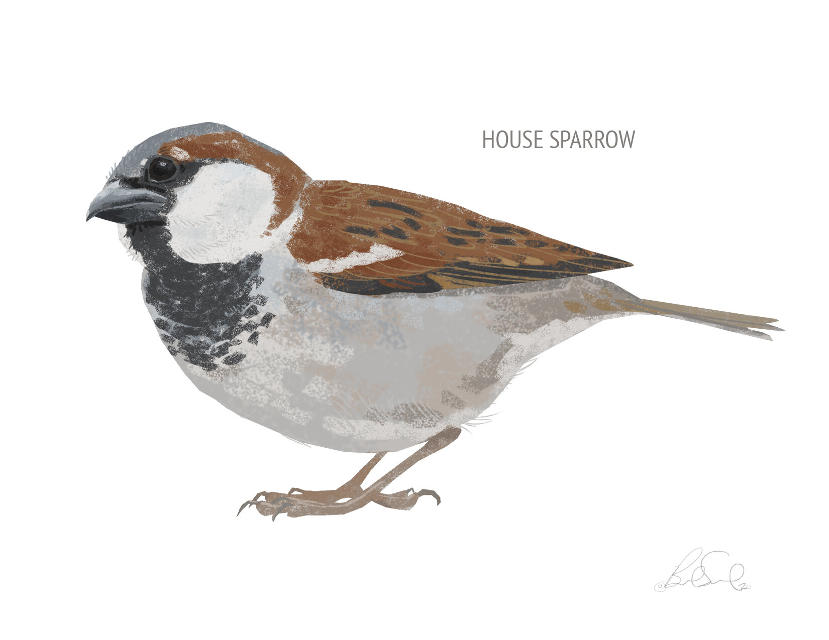 House Sparrow_cardfront.jpg