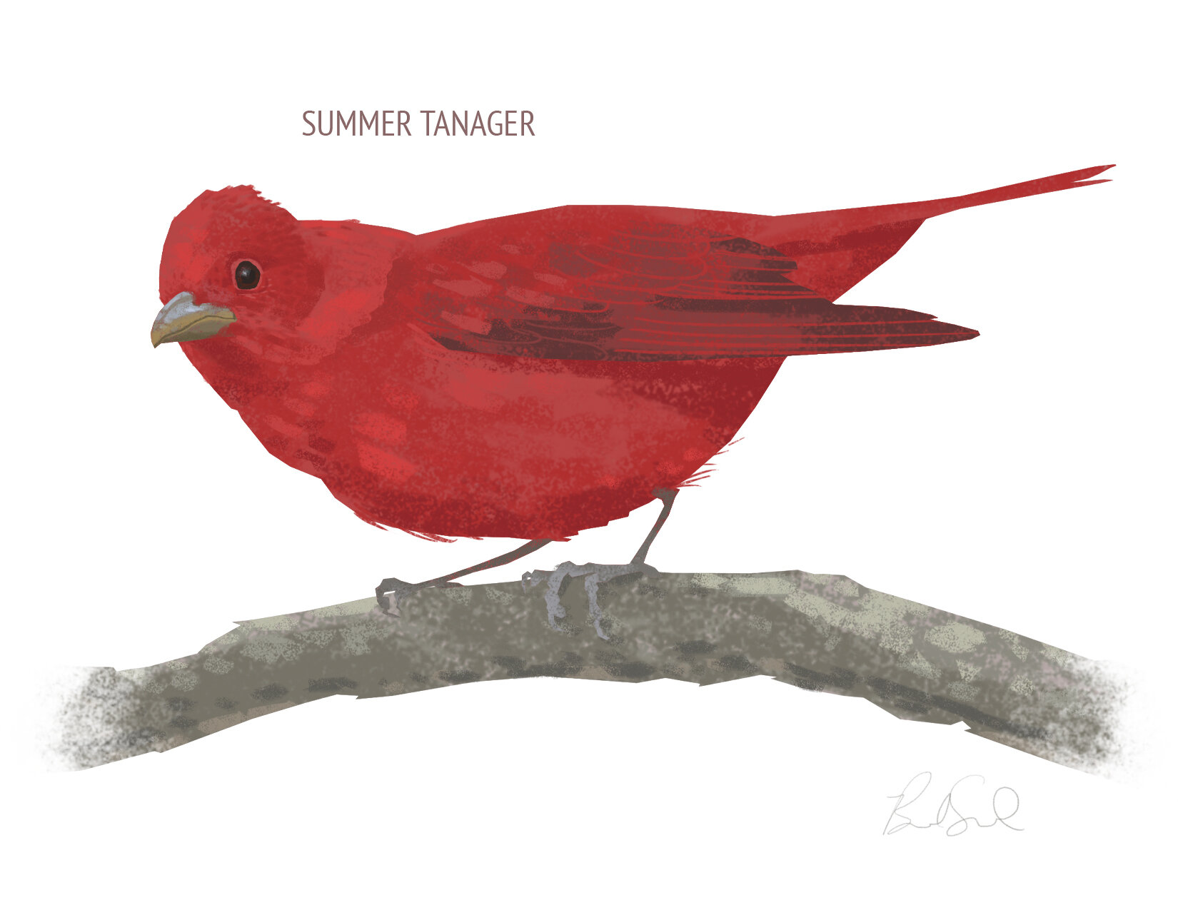 Summer Tanager_cardfront.jpg