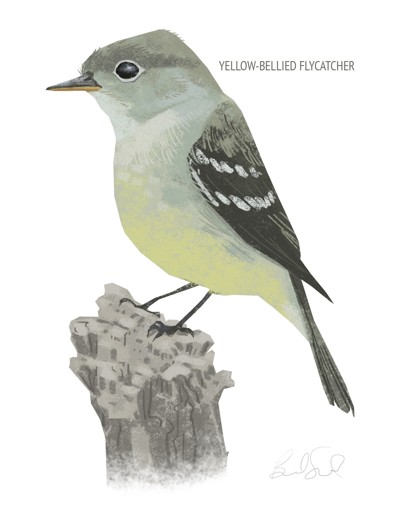 Yellow-bellied Flycatcher_cardfront copy.jpg