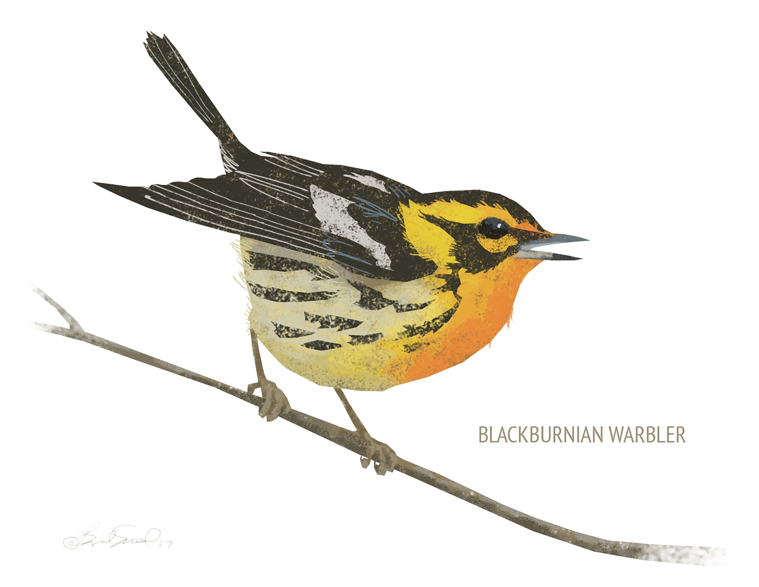 Blackburnian Warbler_cardfront.jpg