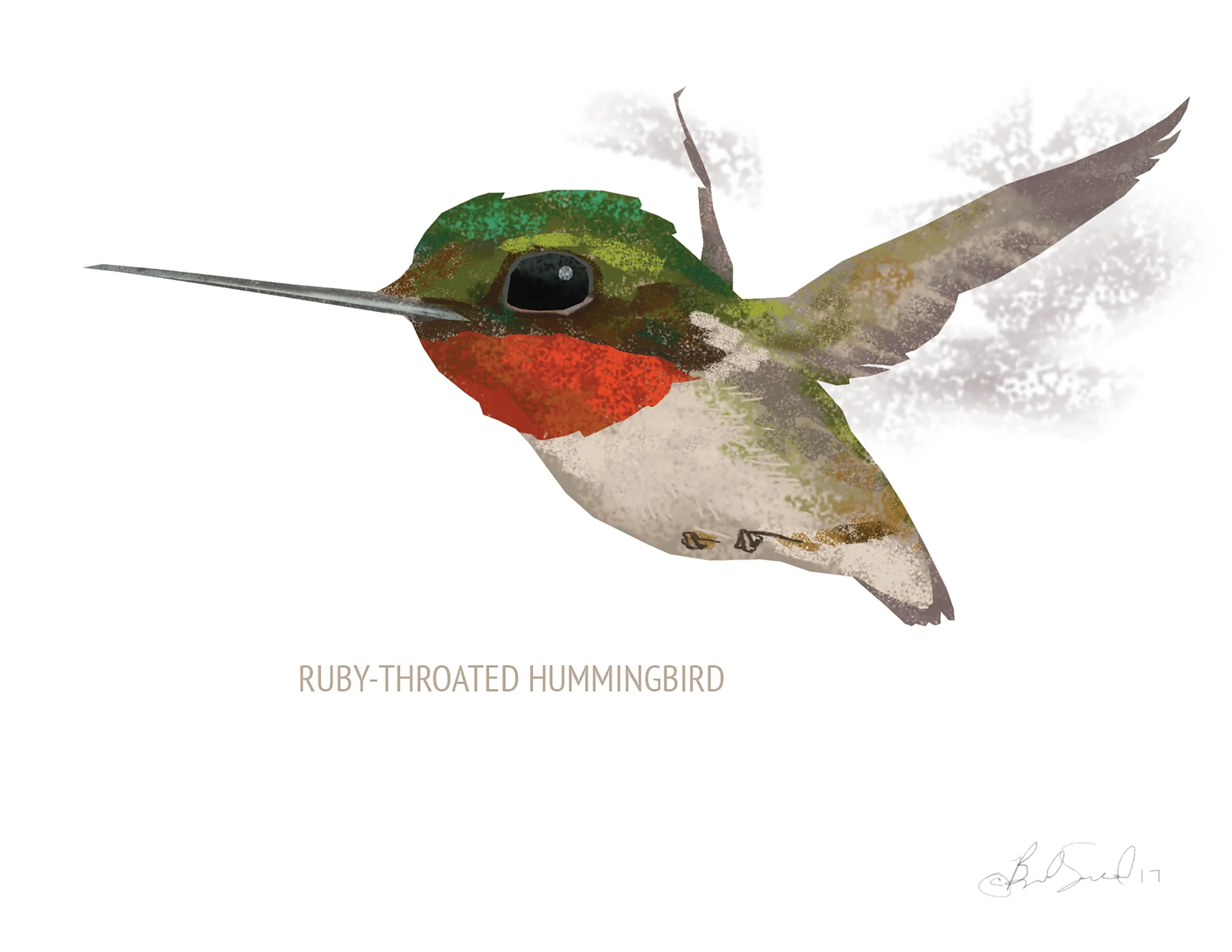 Ruby-throated Hummingbird_cardfront.jpg