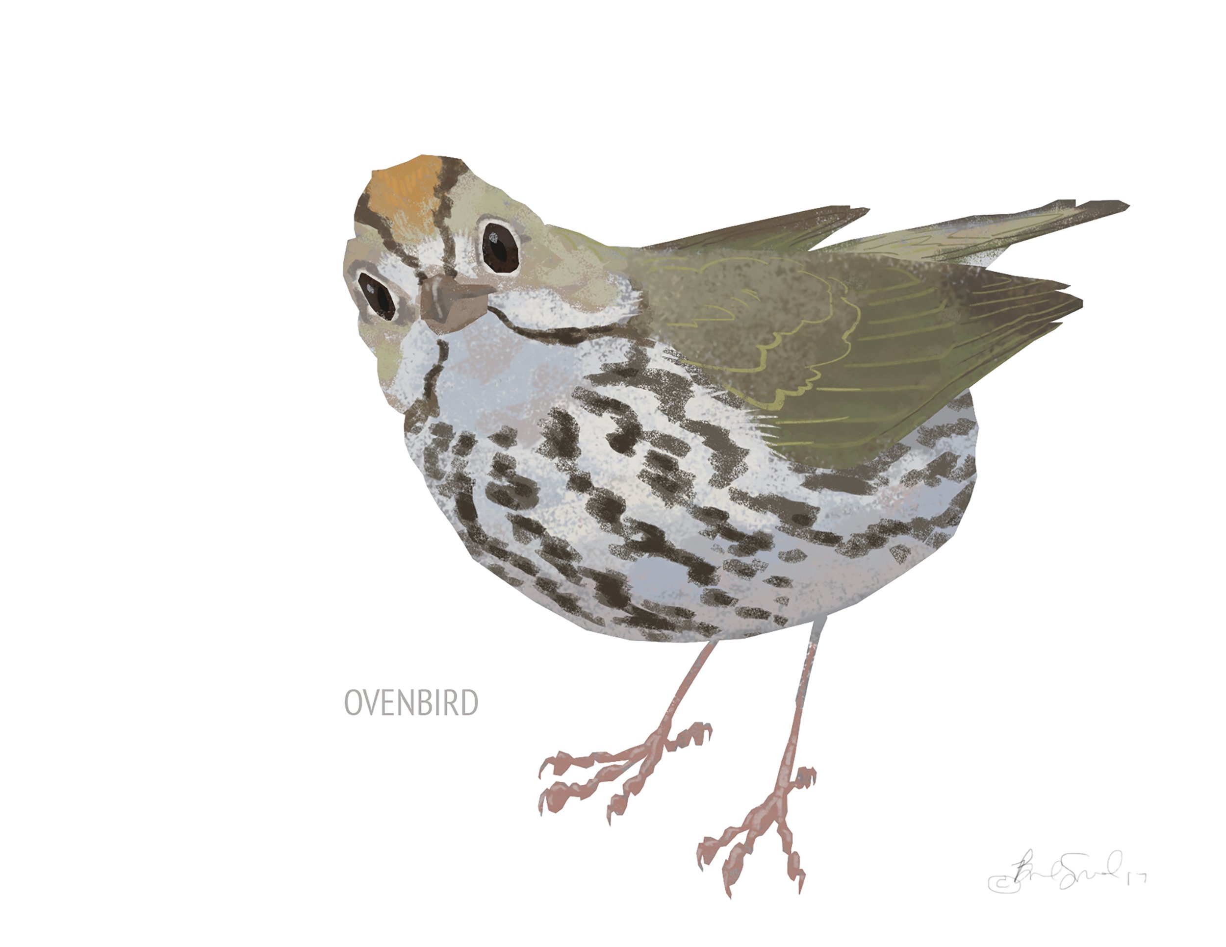 Ovenbird_cardfront.jpg