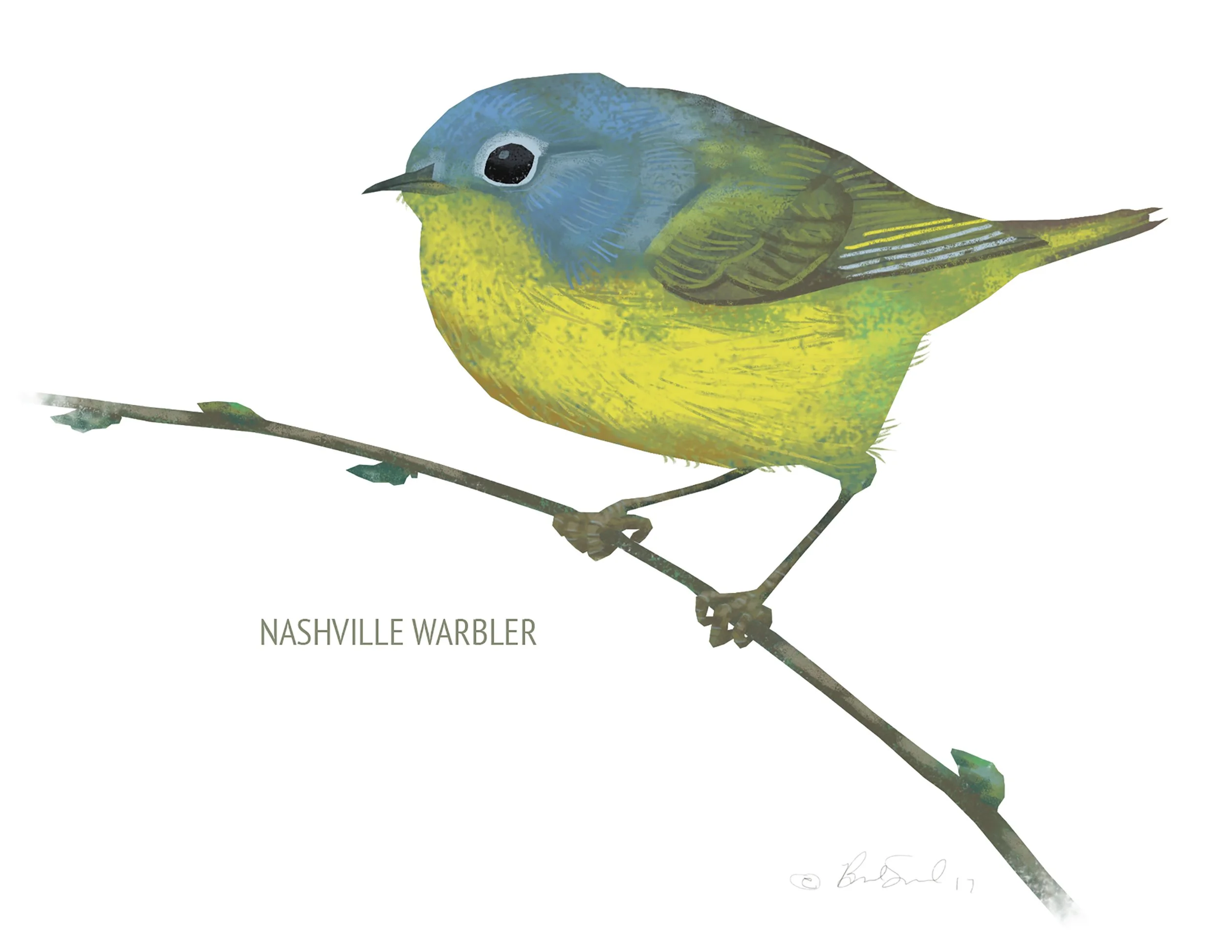Nashville Warbler_cardfront.jpg
