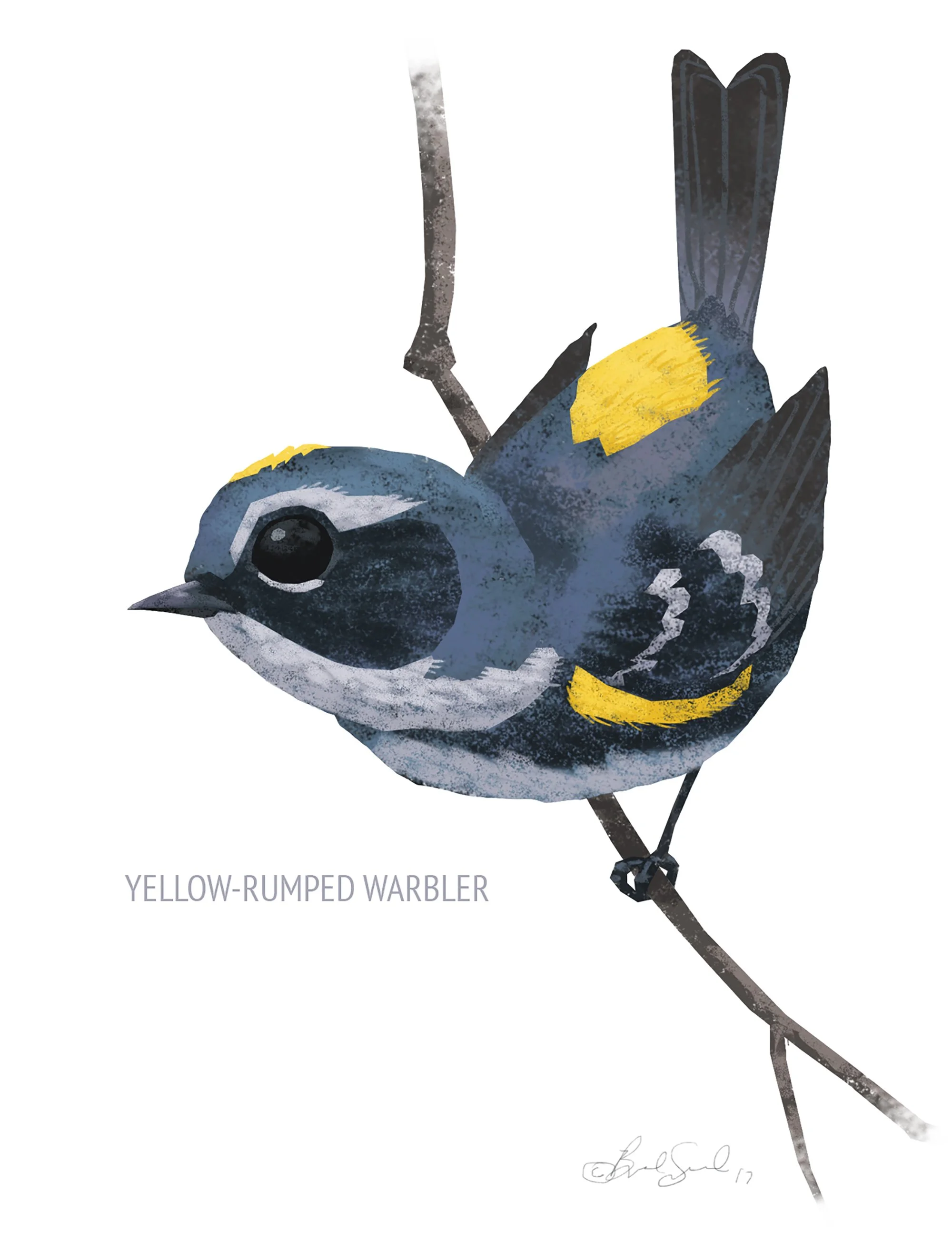 Yellow-rumped Warbler_cardfront.jpg