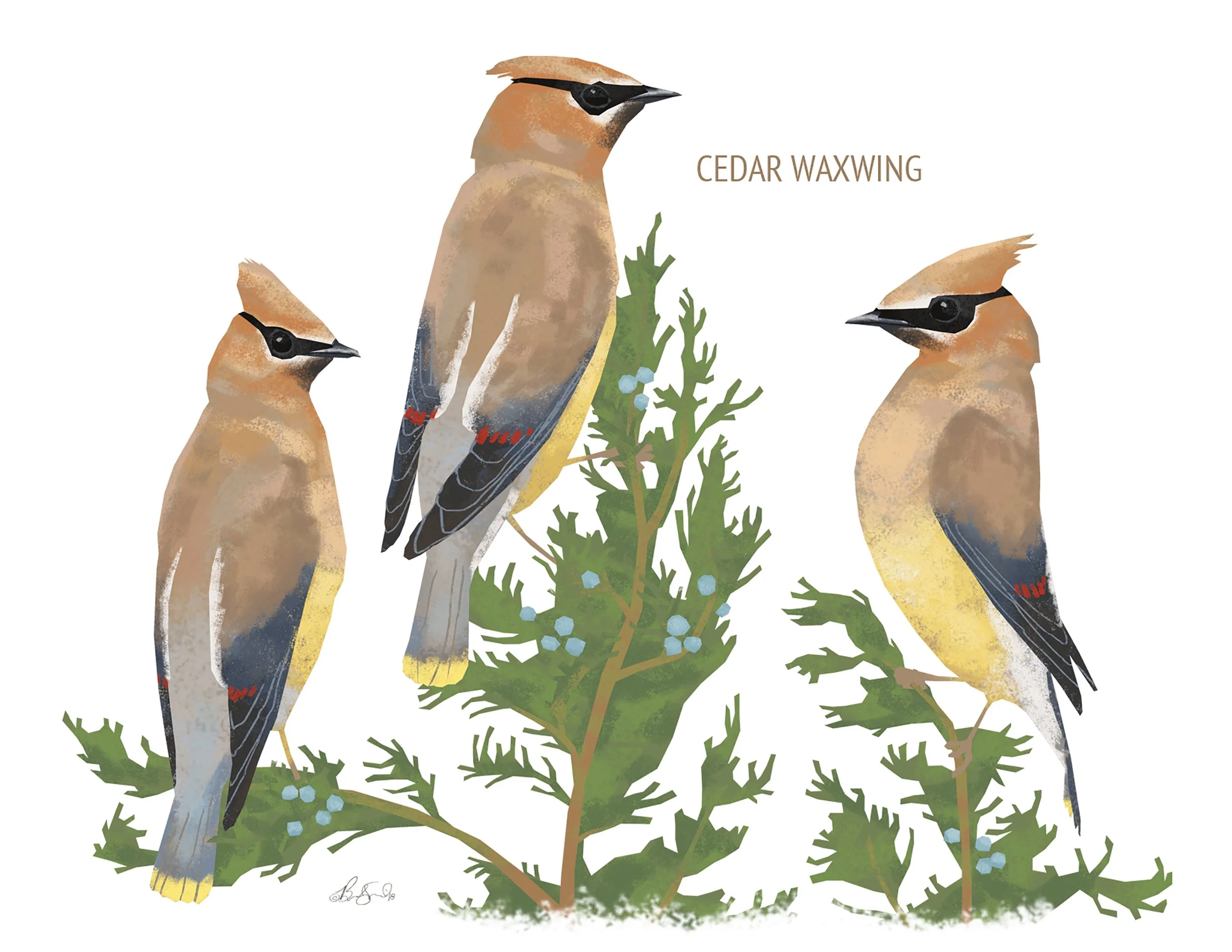 Cedar Waxwings_cardfront.jpg