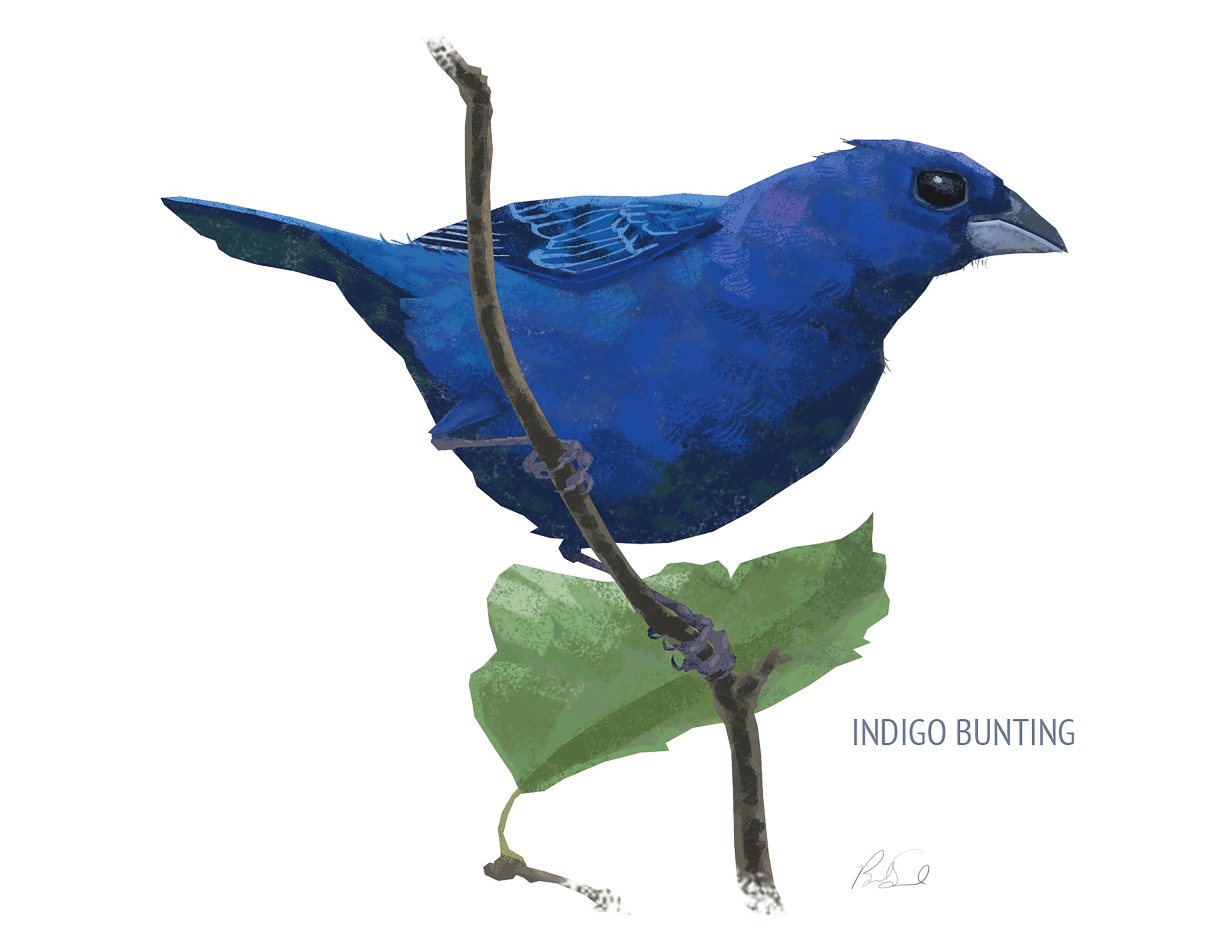 Indigo Bunting_cardfront.jpg