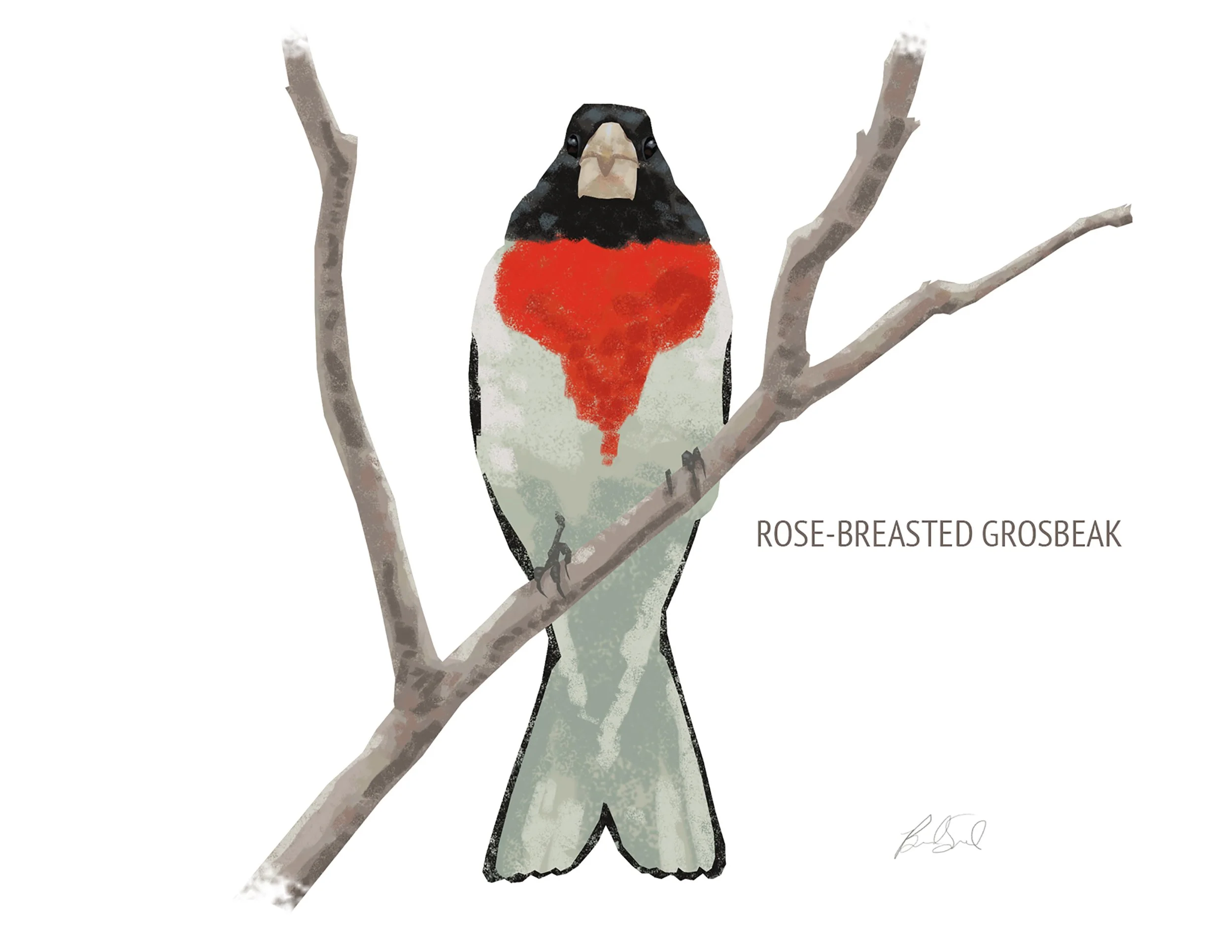 Rose-breasted Grosbeak_cardfront.jpg