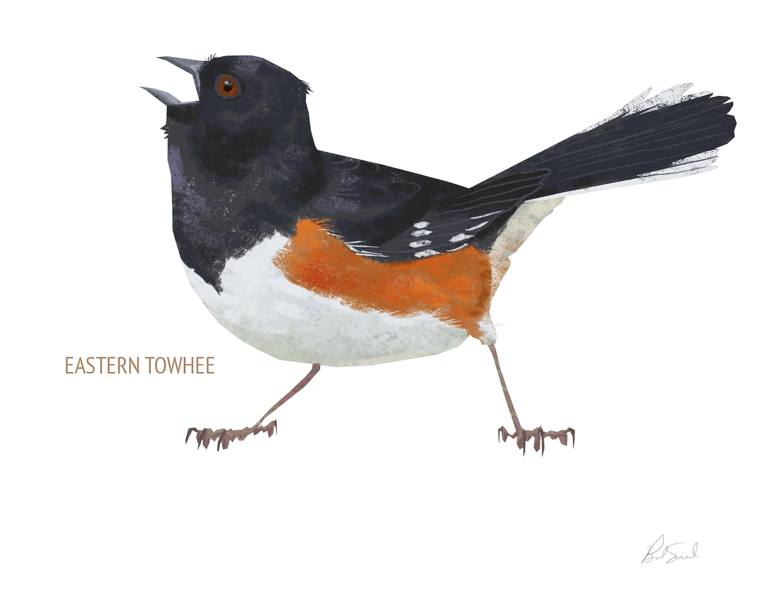 Eastern Towhee_cardfront.jpg