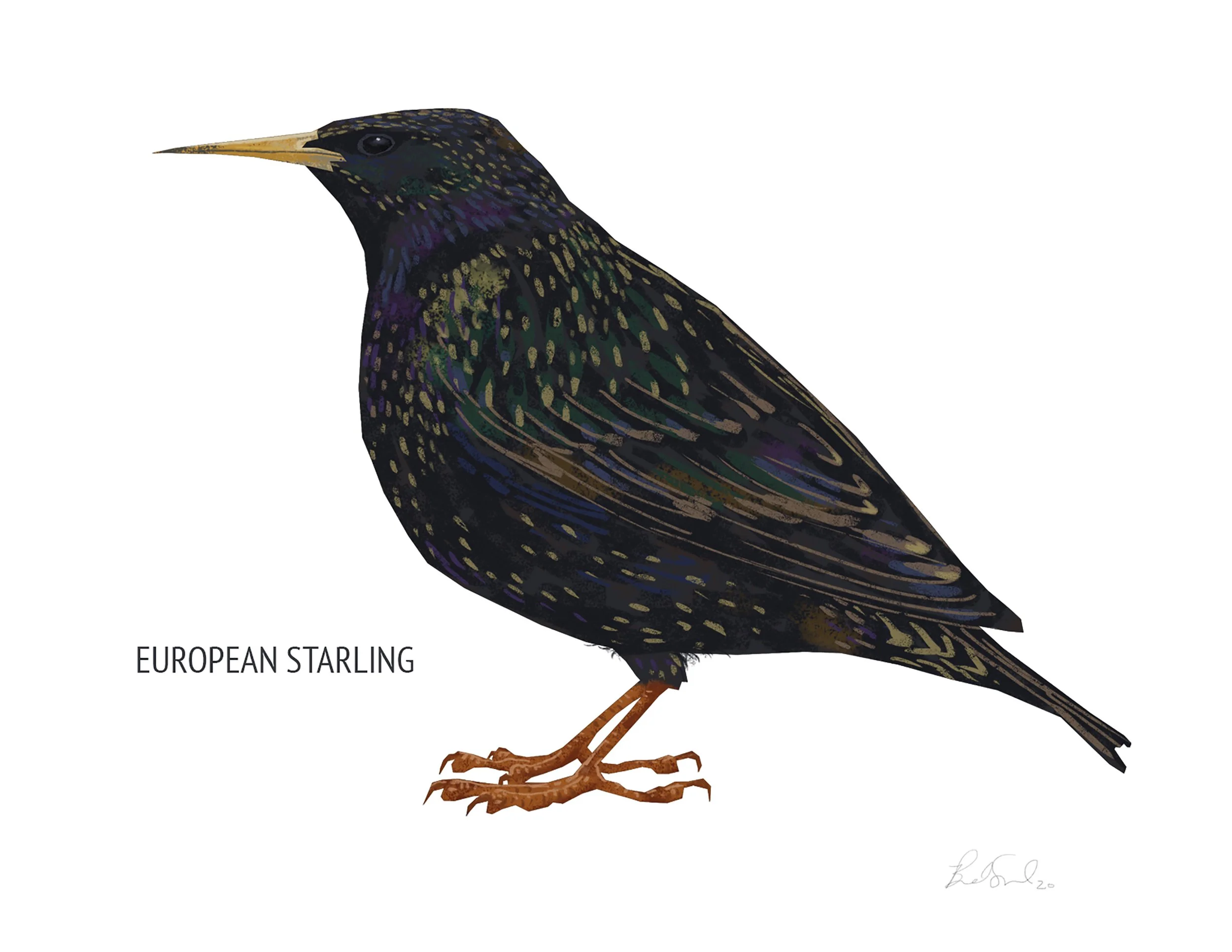 European Starling_cardfront.jpg