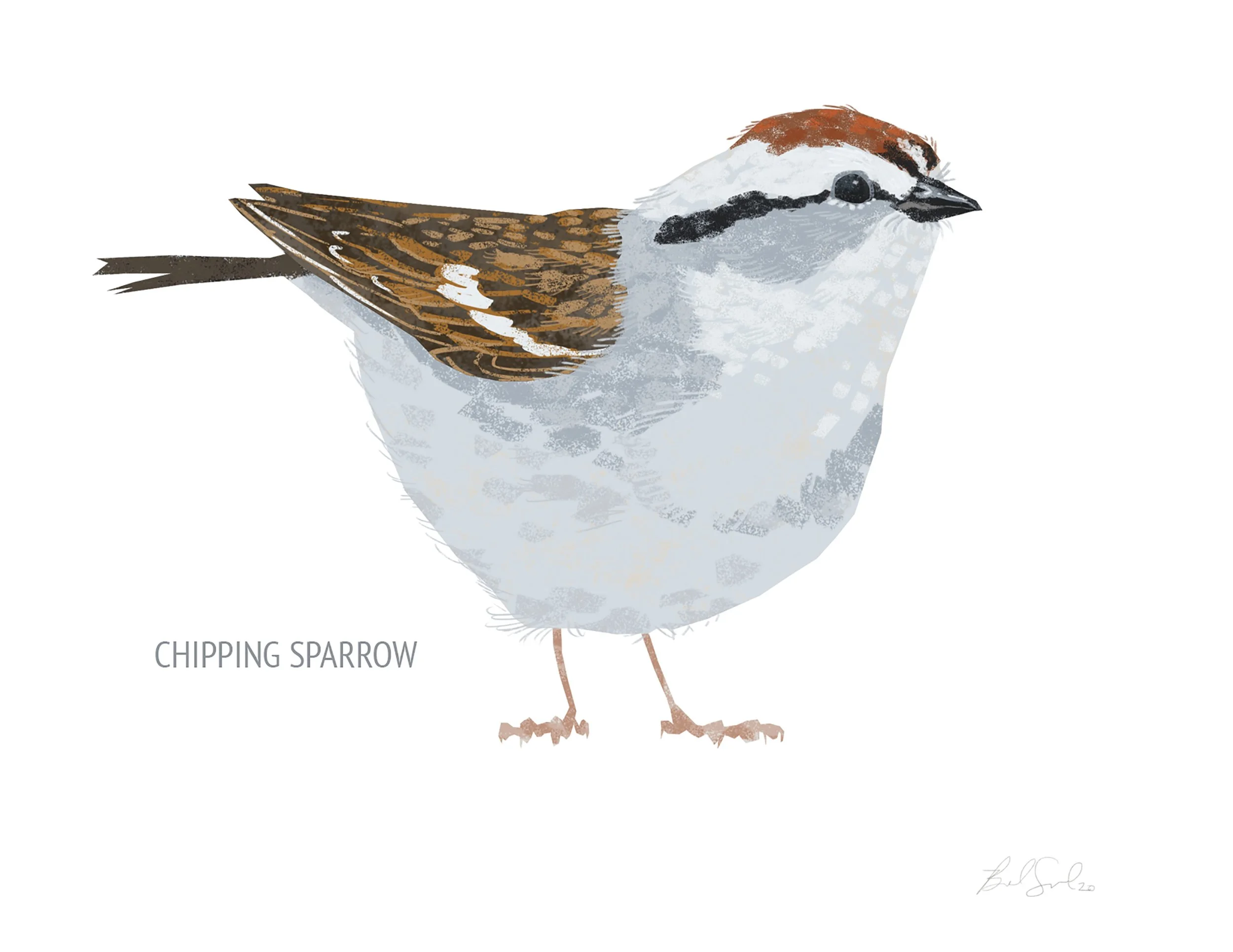 Chipping Sparrow_cardfront.jpg