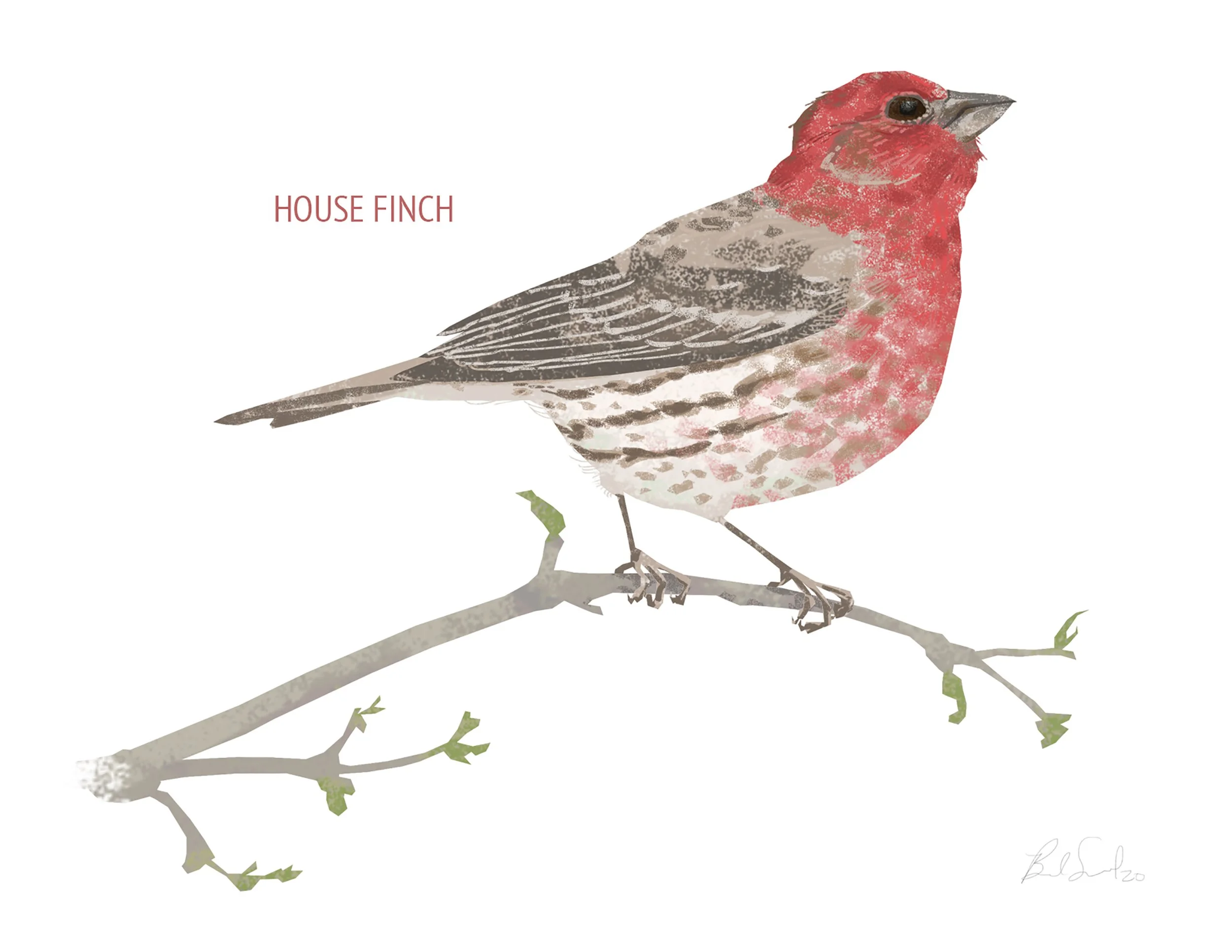 House Finch_cardfront.jpg