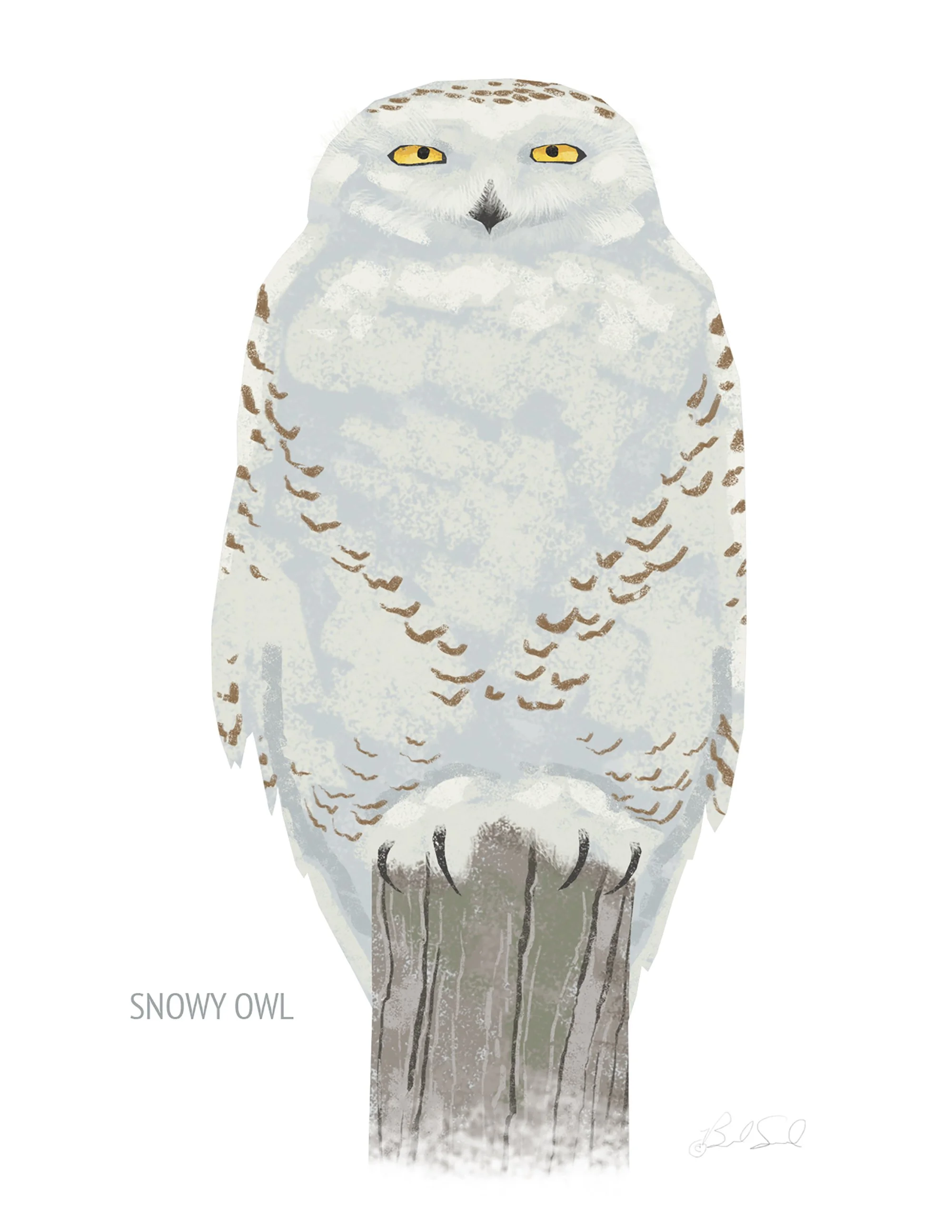 Snowy Owl_cardfront.jpg