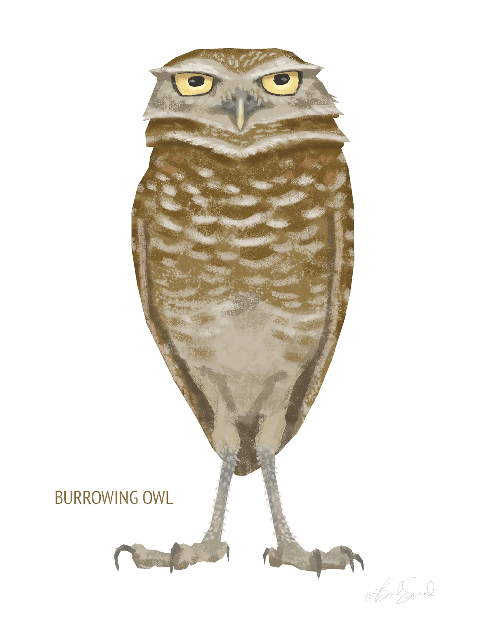 Burrowing Owl_cardfront.jpg
