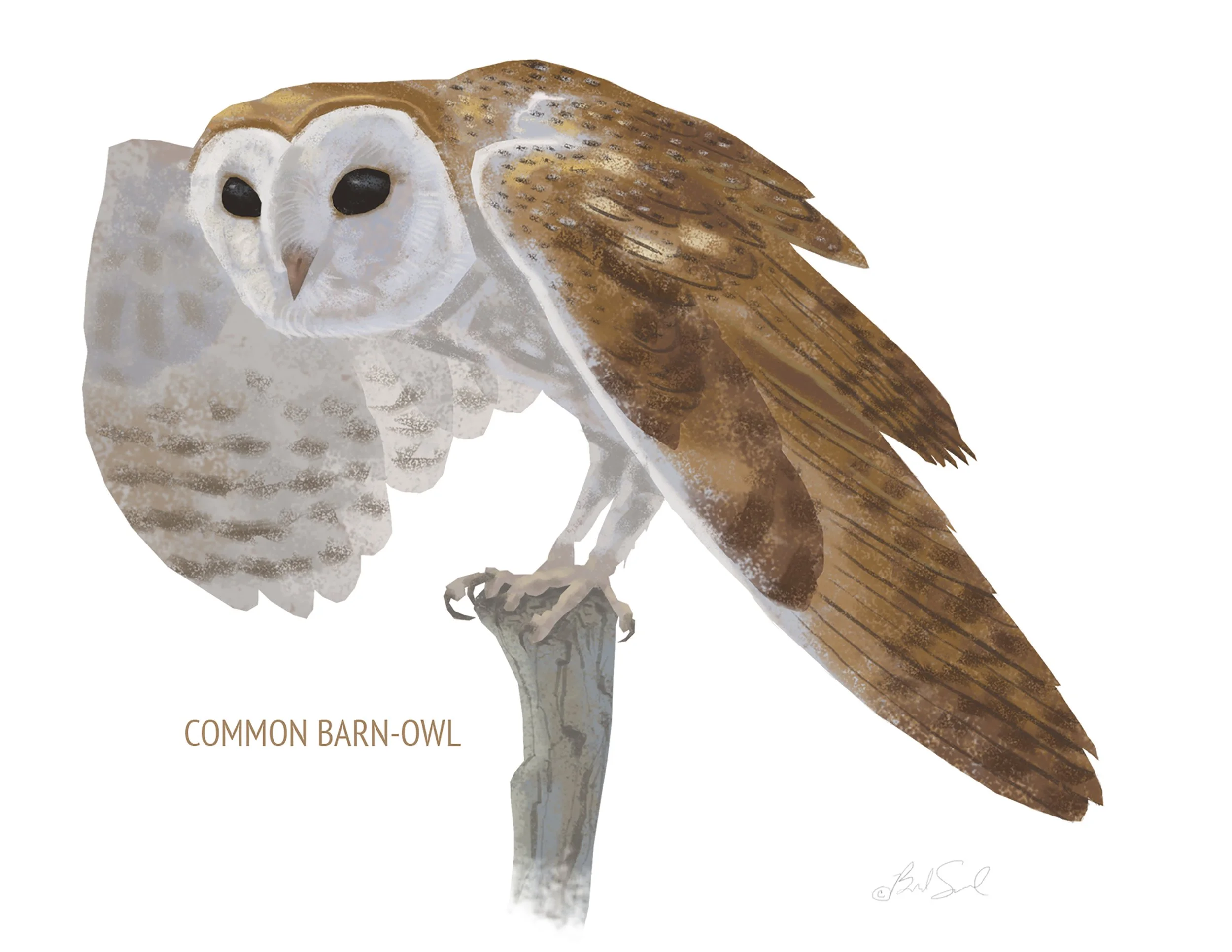 Common Barn-Owl_cardfront.jpg