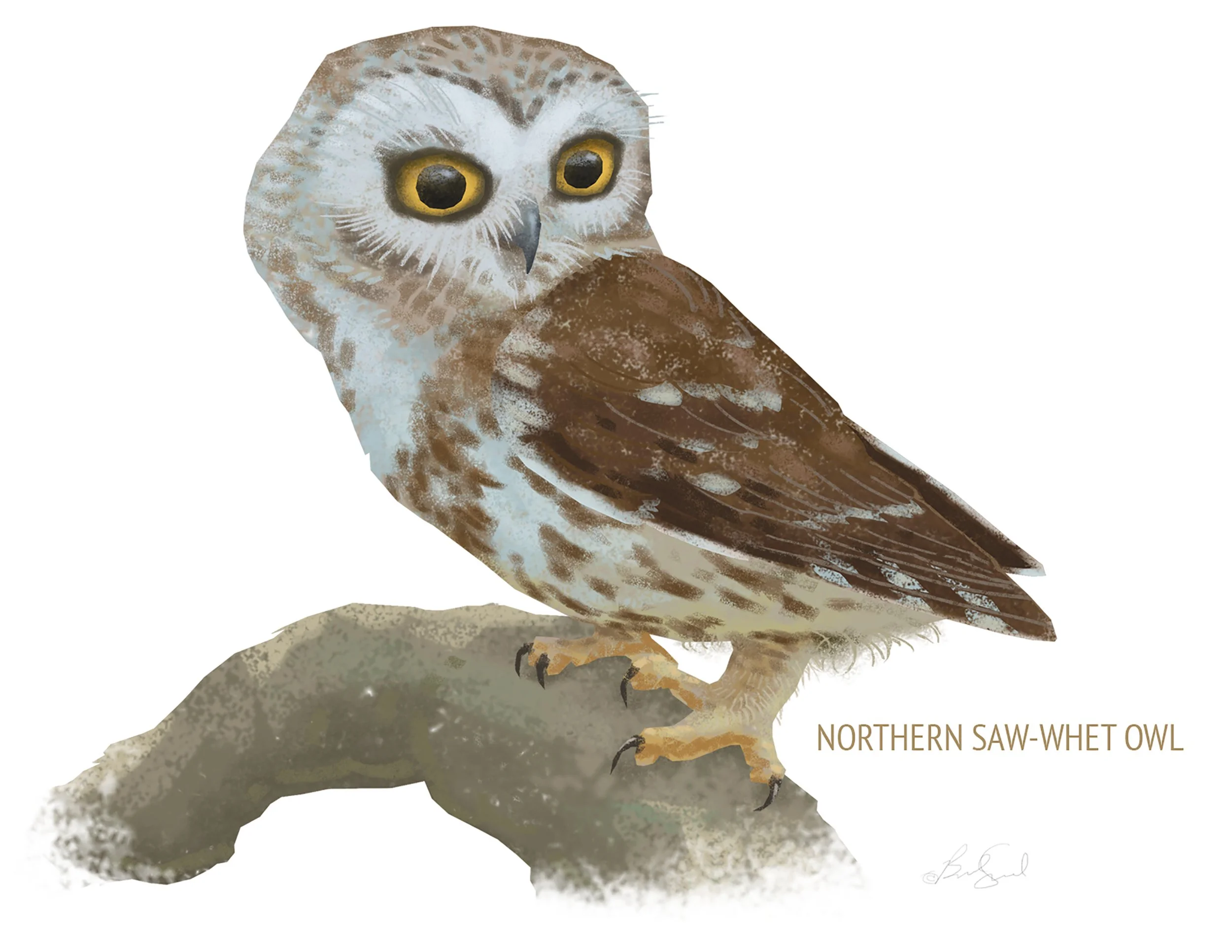 Northern Saw-whet Owl_cardfront.jpg