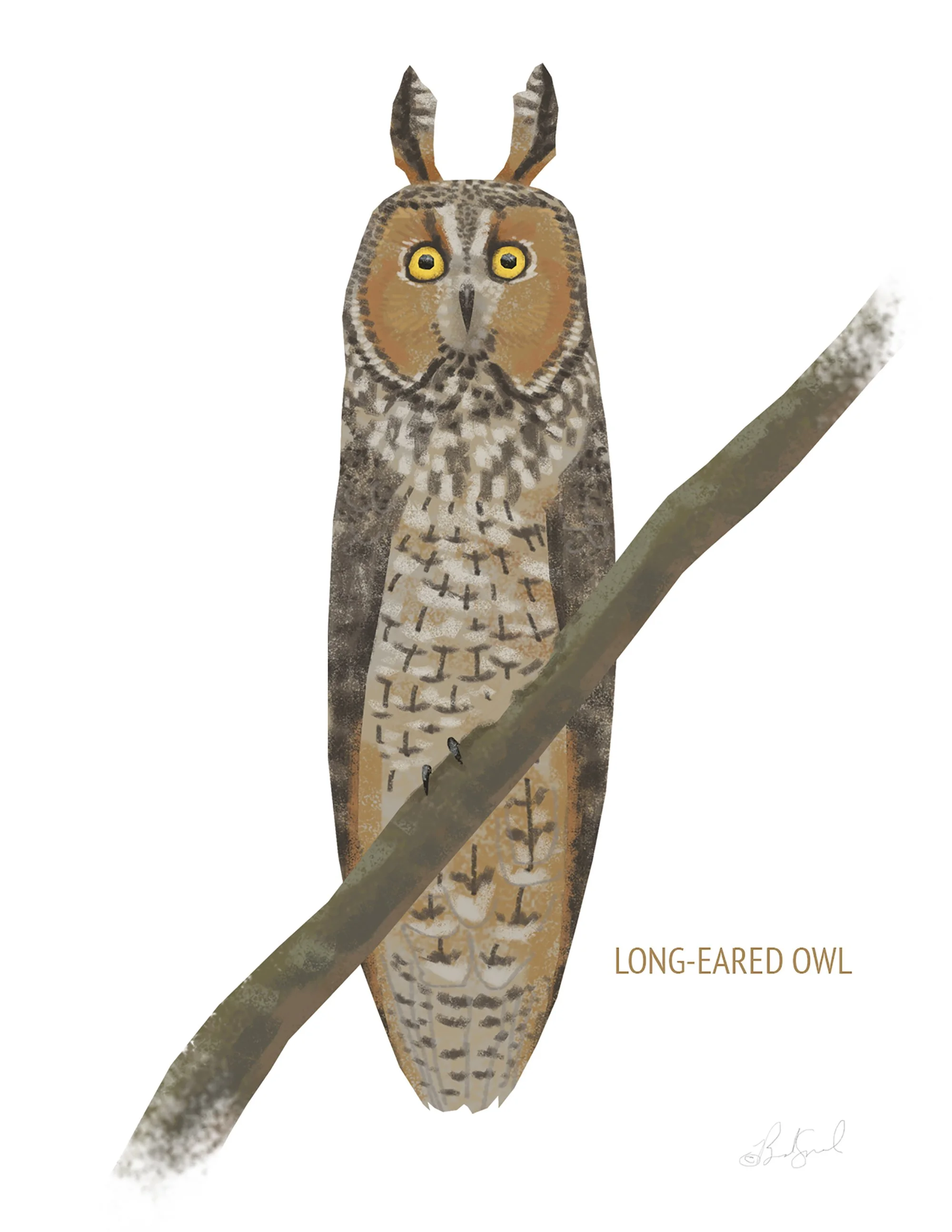 Long-eared Owl_cardfront.jpg