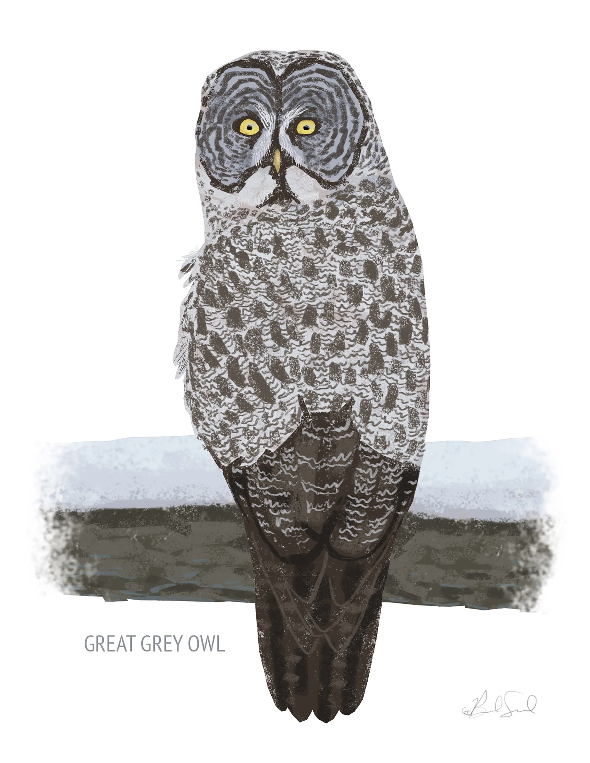 Great Grey Owl_cardfront.jpg