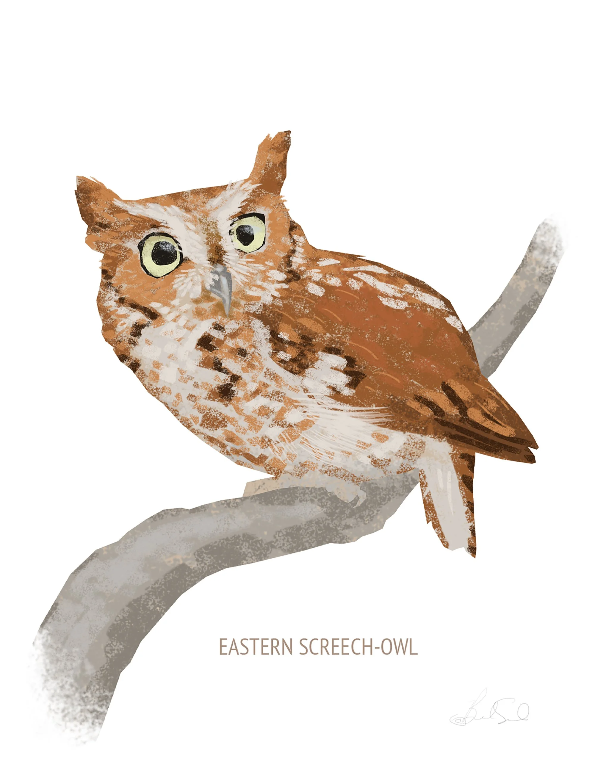 Eastern Screech-Owl_cardfront.jpg