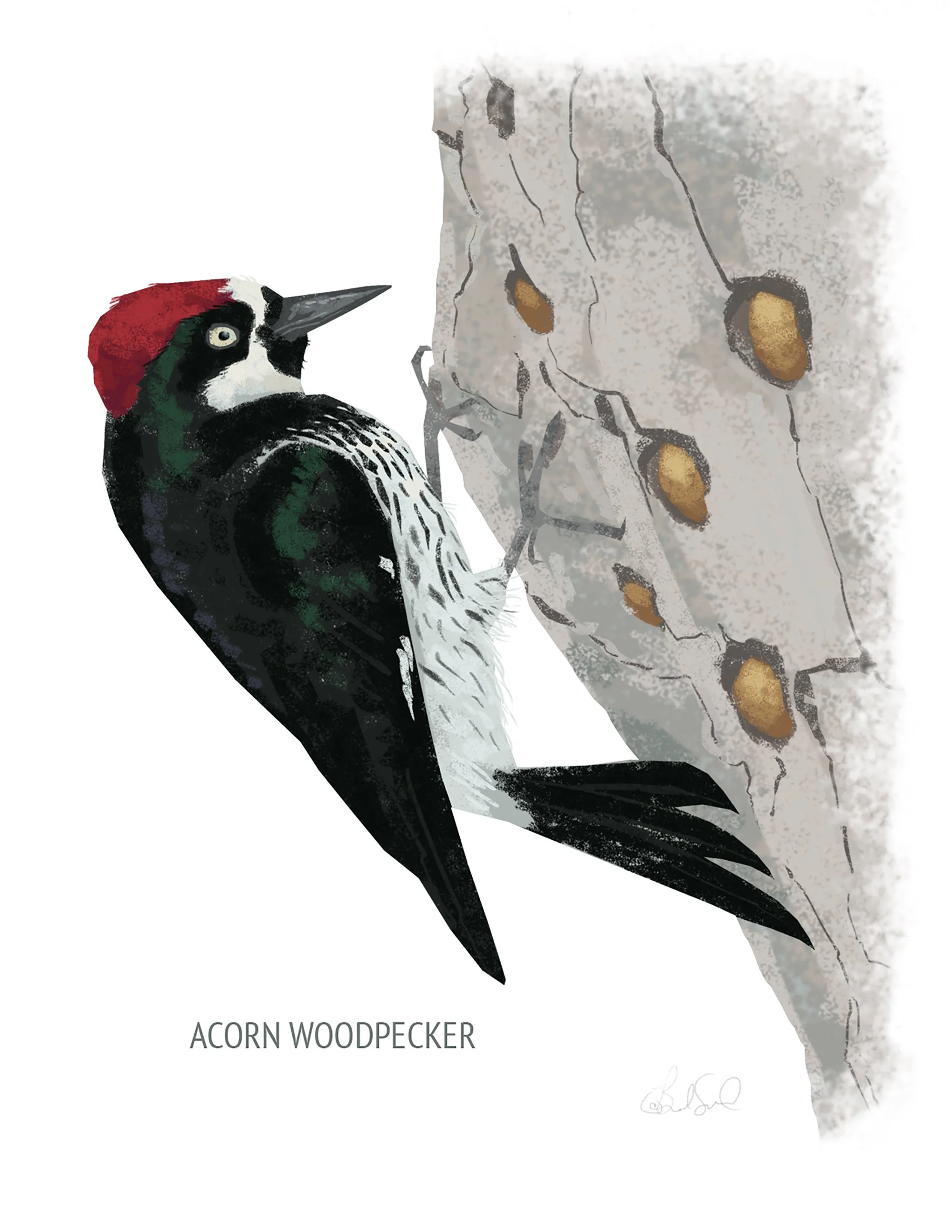 Acorn Woodpecker_cardfront.jpg
