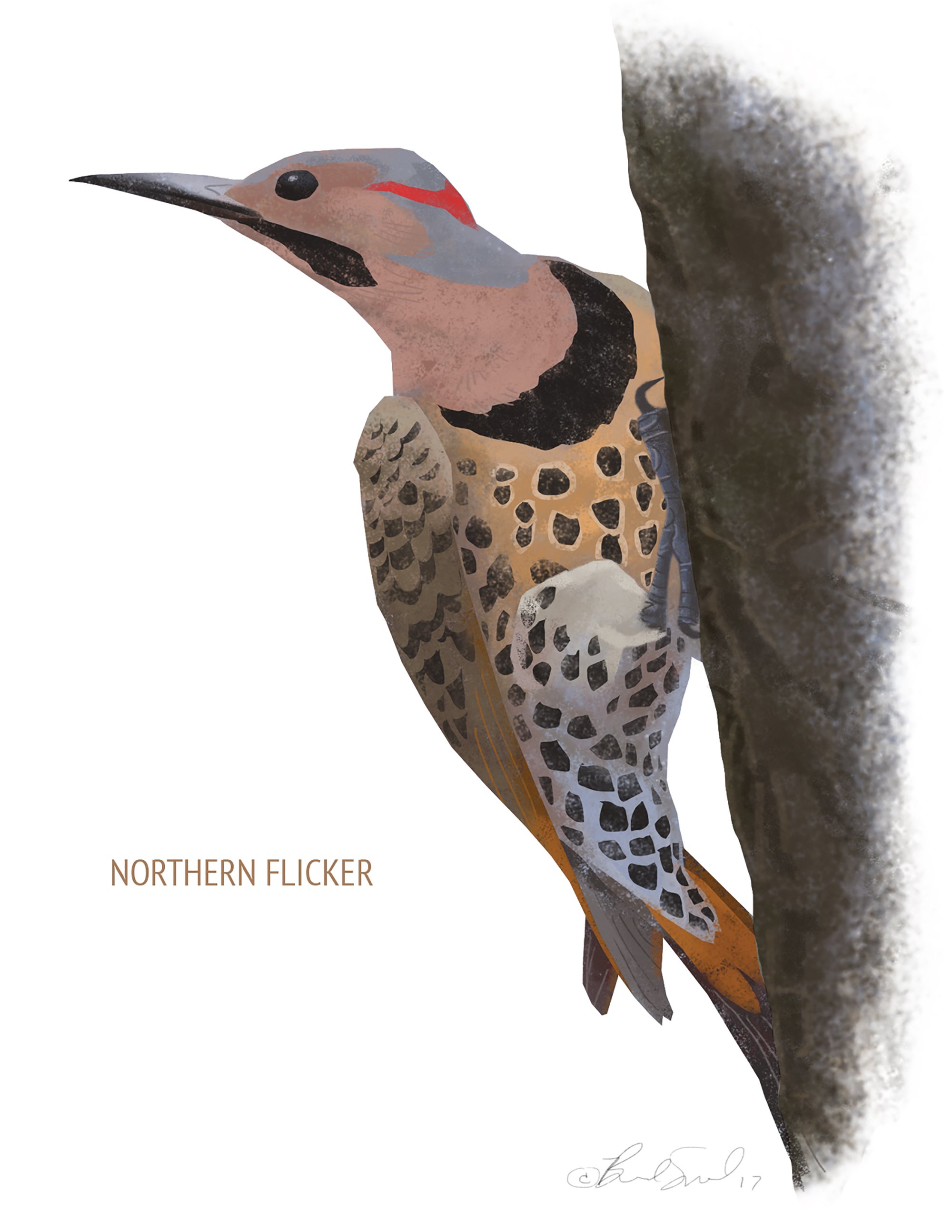 Northern Flicker_cardfront.jpg