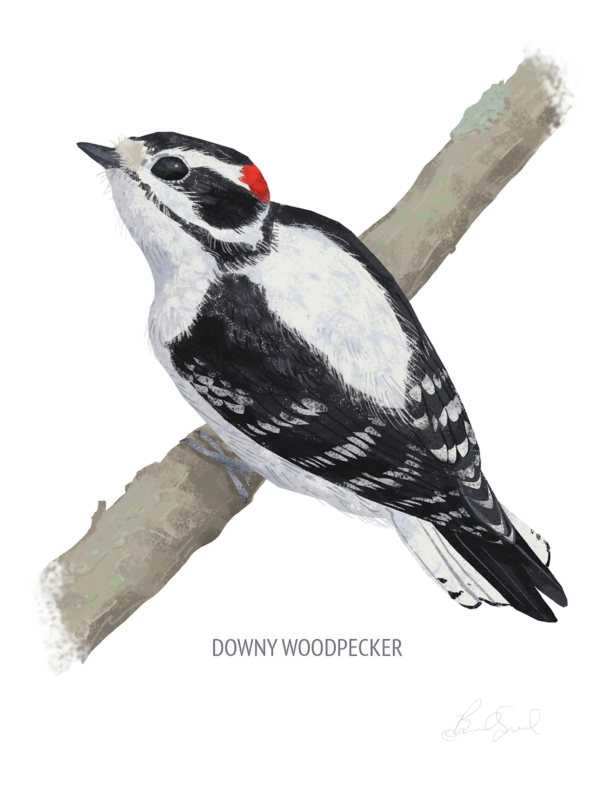 Downy Woodpecker_cardfront.jpg