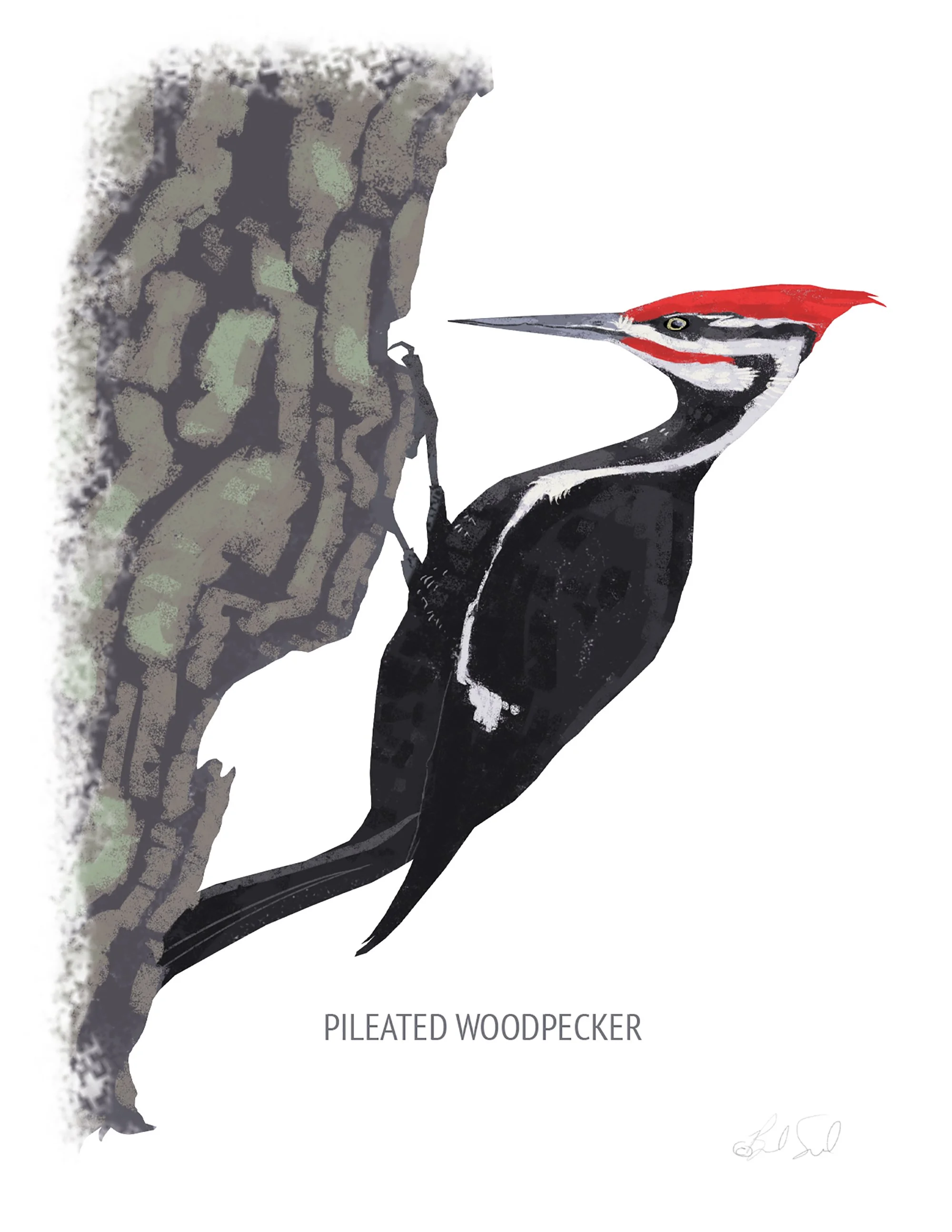 Pileated Woodpecker_cardfront.jpg