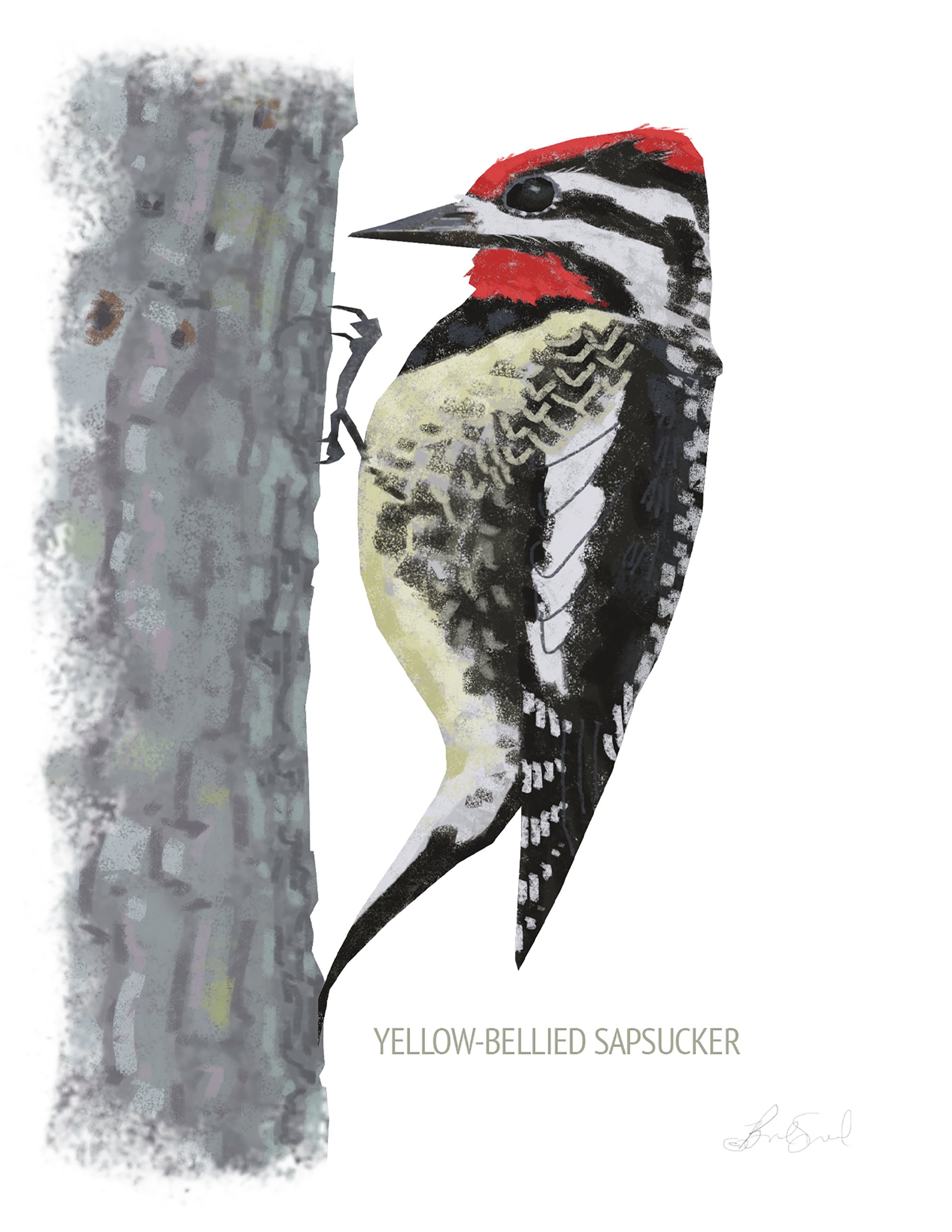 Yellow-bellied Sapsucker_cardfront.jpg