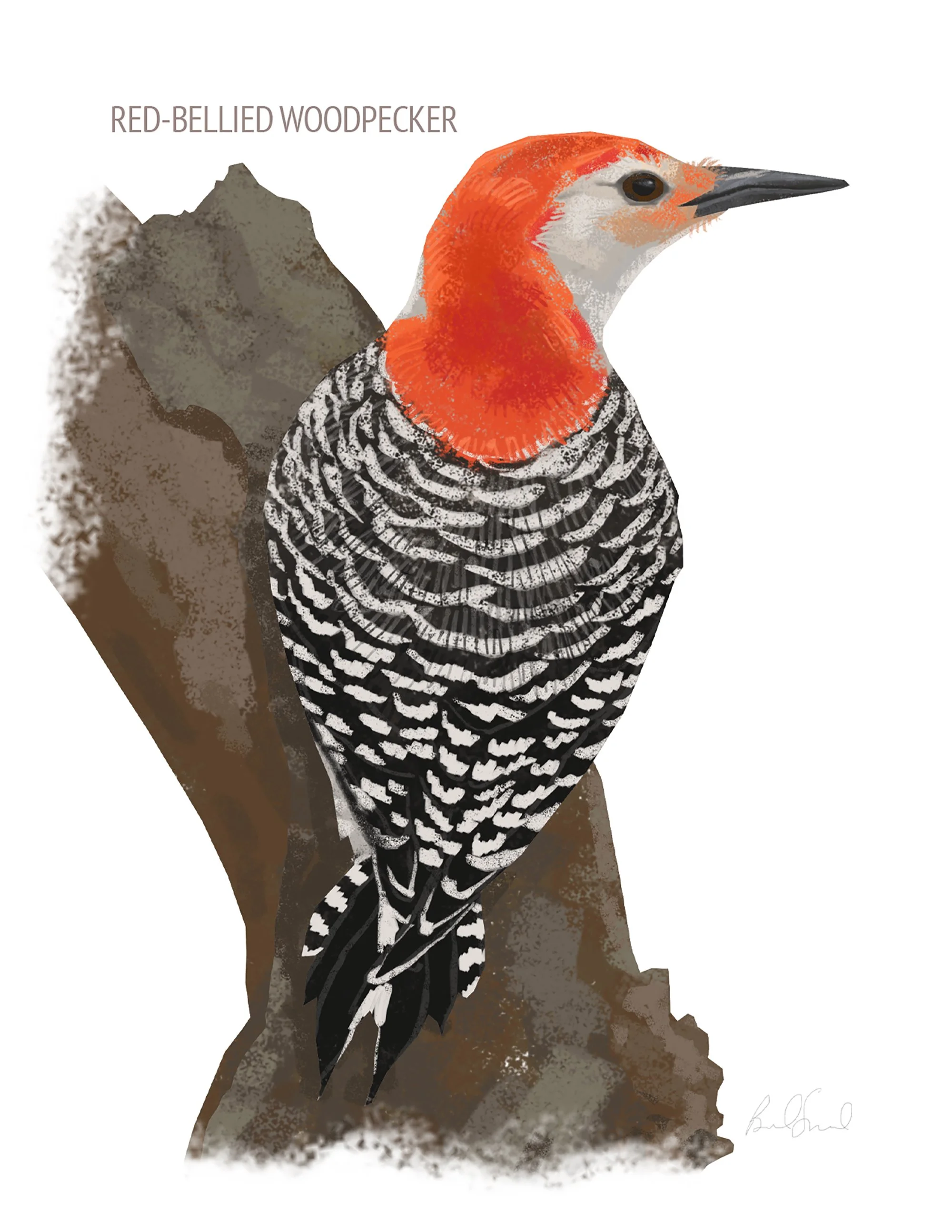 Red-bellied Woodpecker_cardfront.jpg