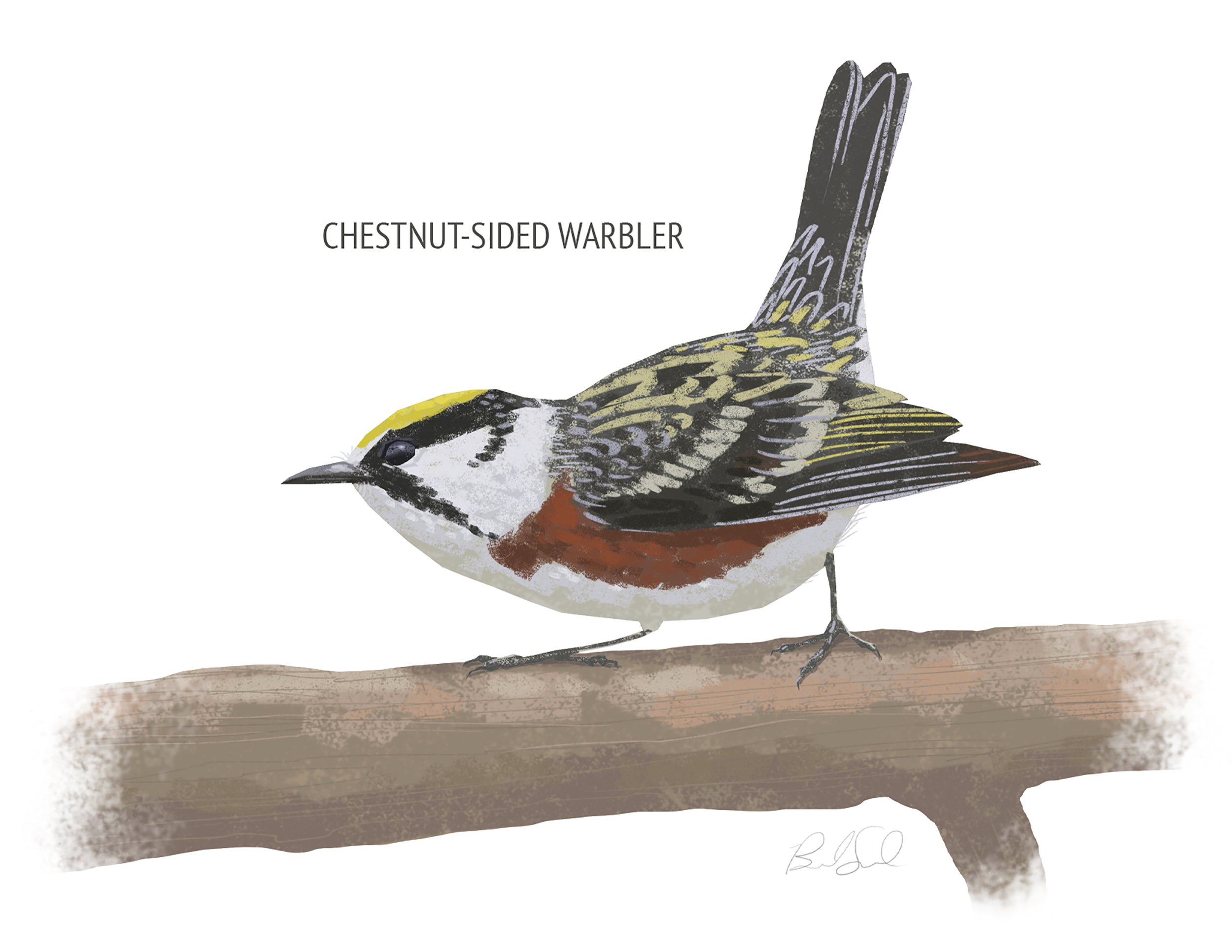 Chestnut-sided Warbler_cardfront.jpg