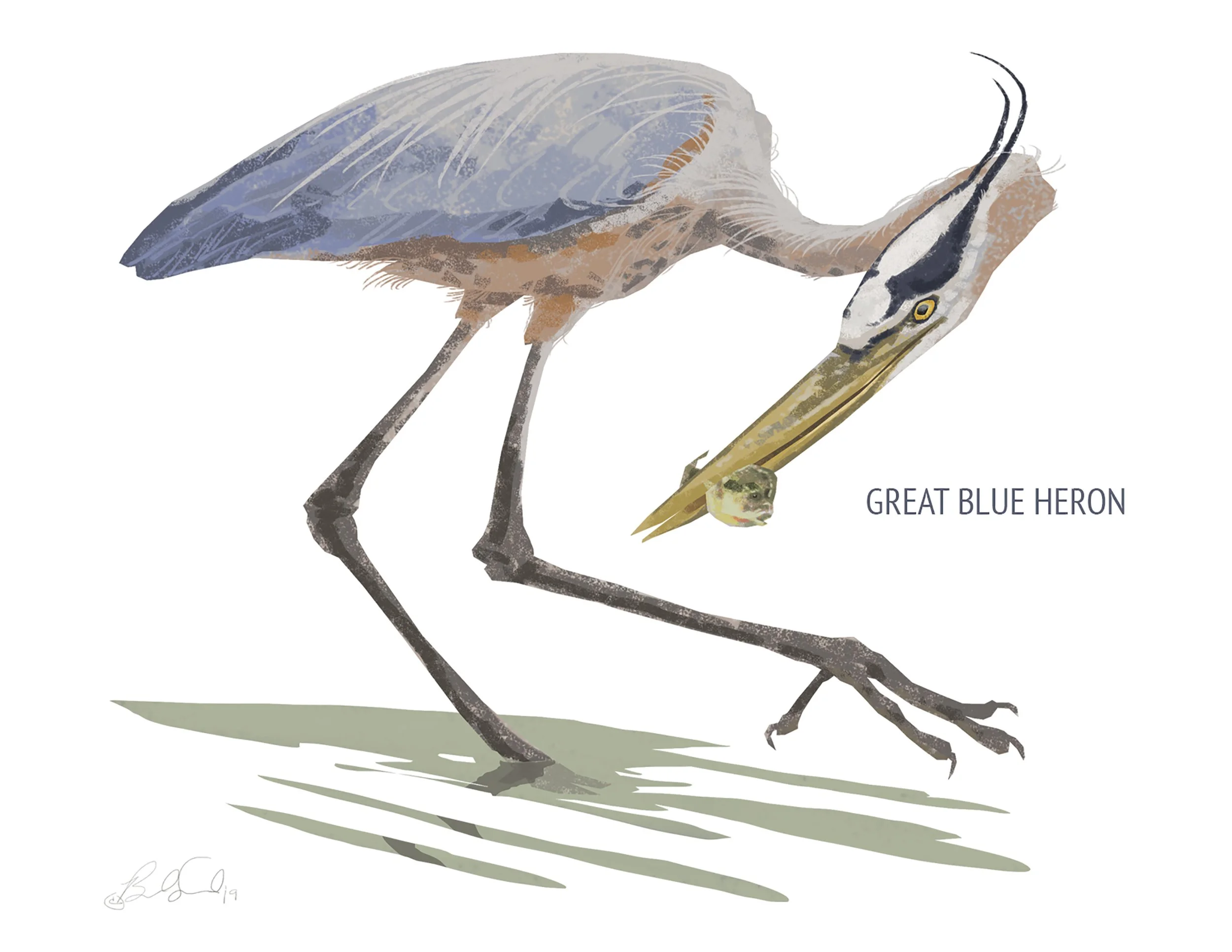 Great Blue Heron_cardfront.jpg