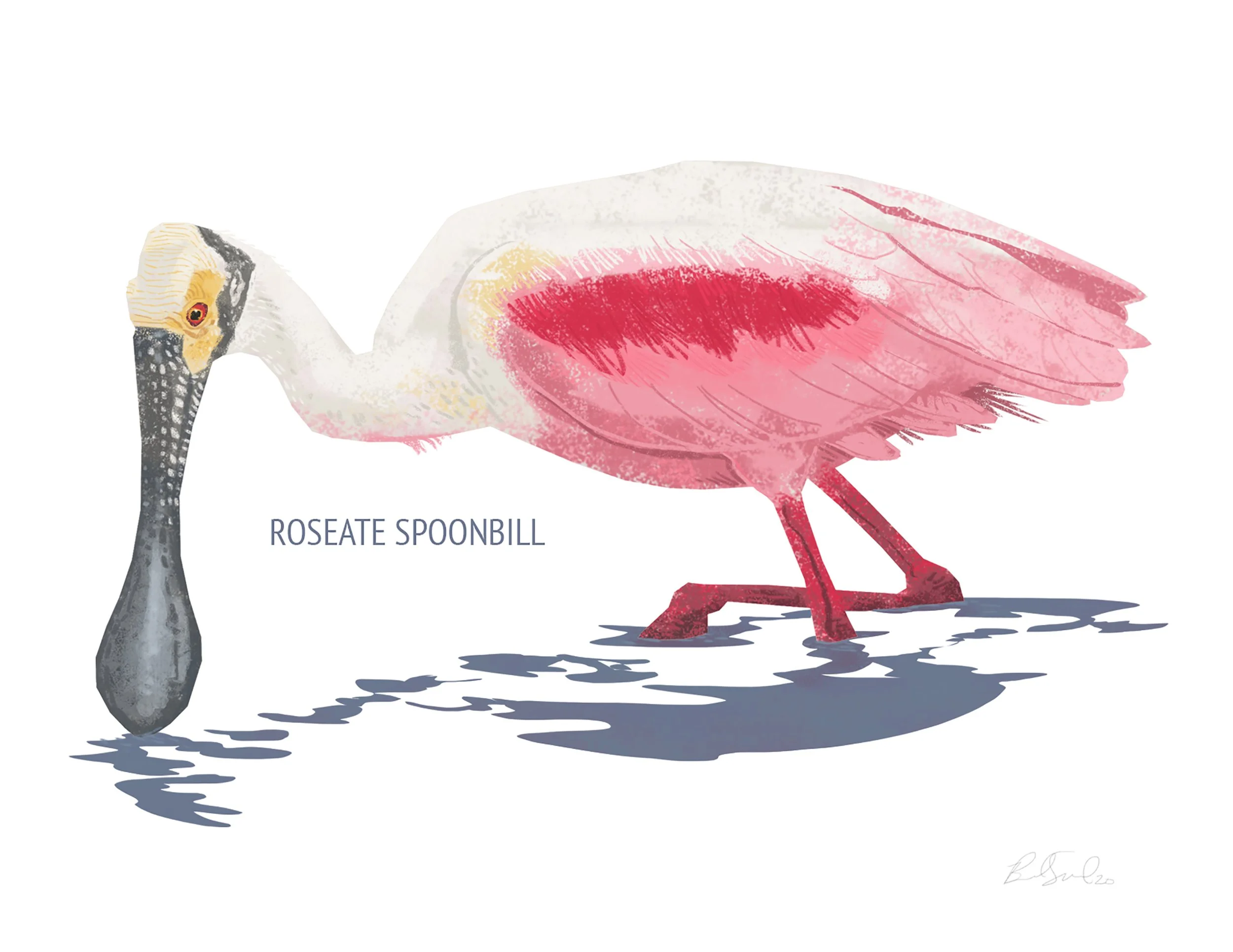 Roseate Spoonbill_cardfront.jpg