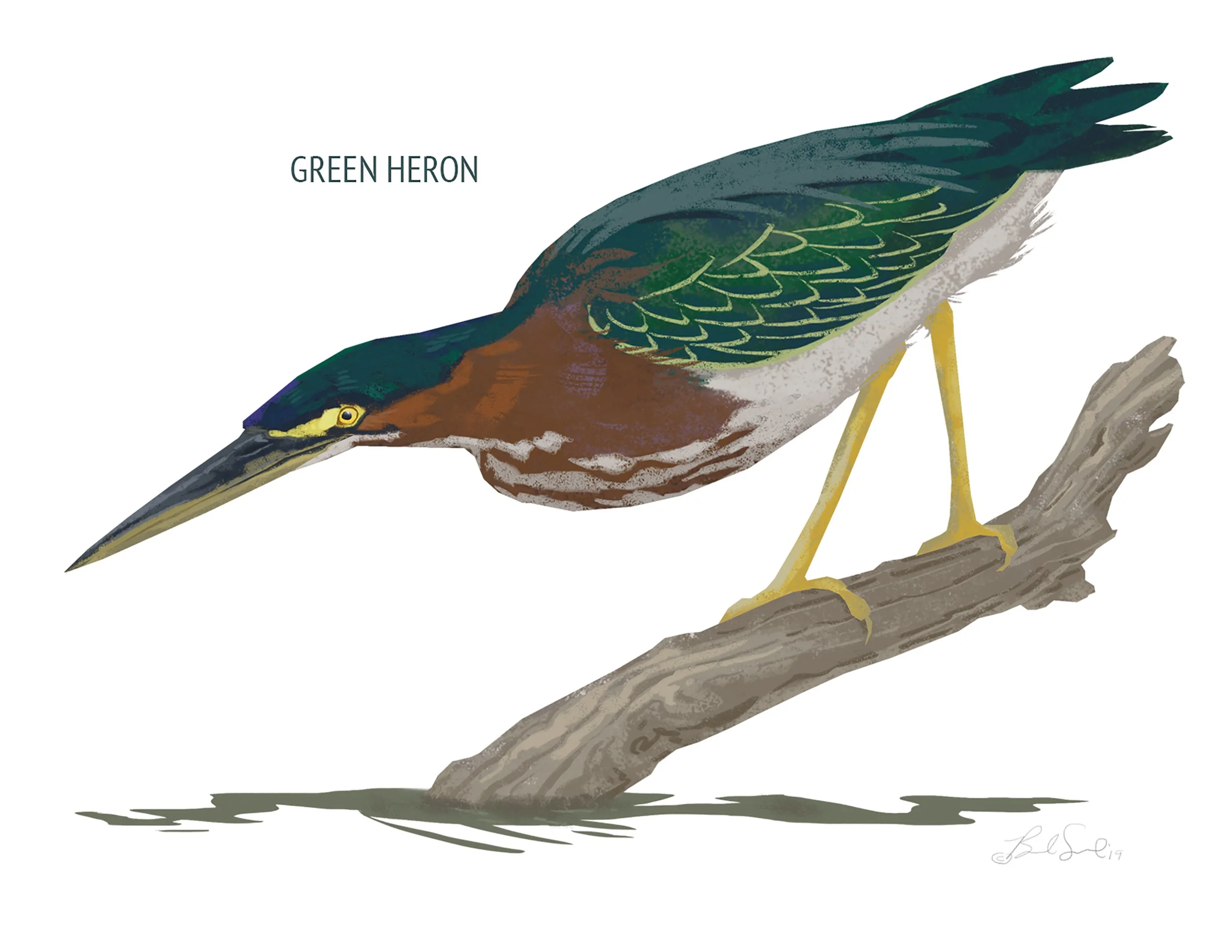 Green Heron_cardfront.jpg