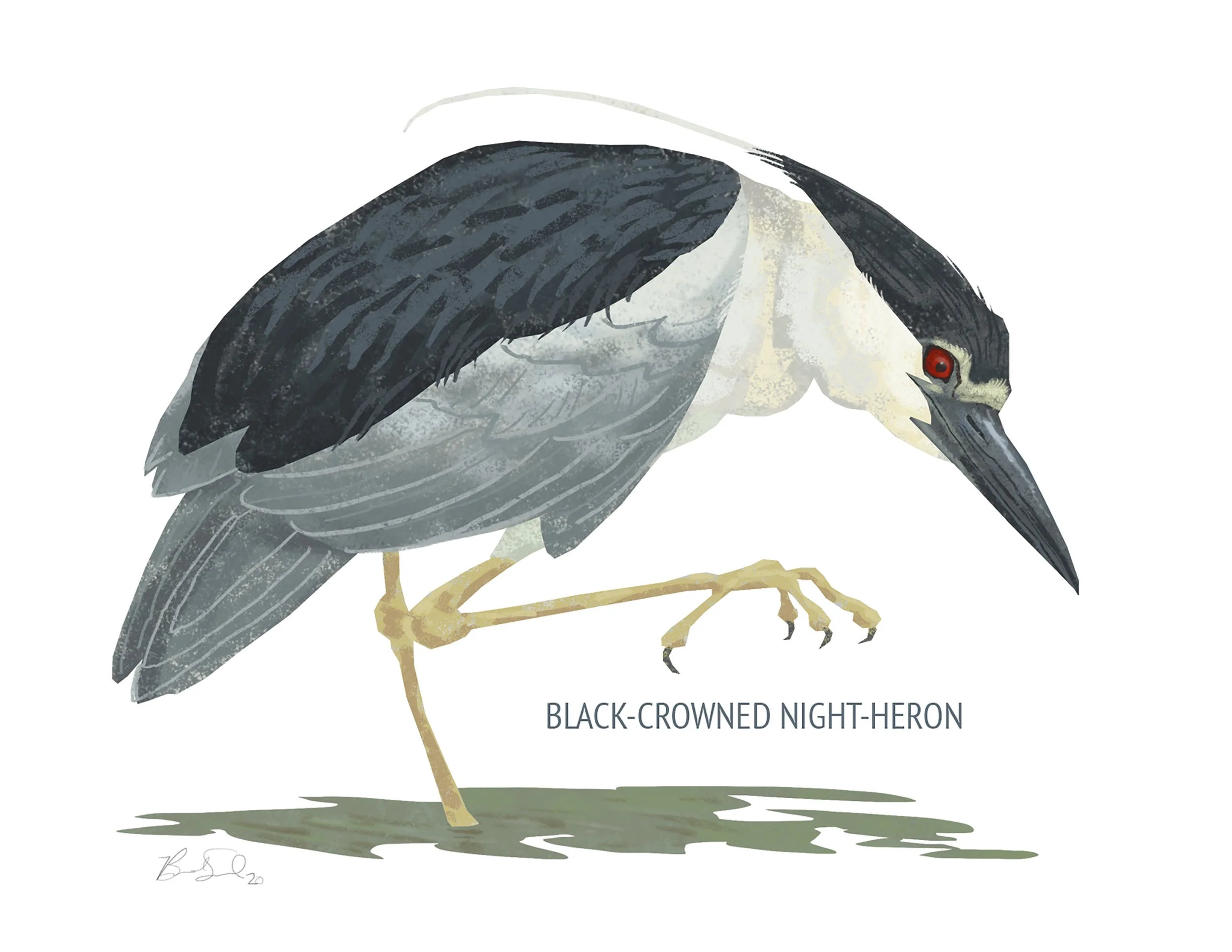 Black-crowned Night-Heron_cardfront.jpg
