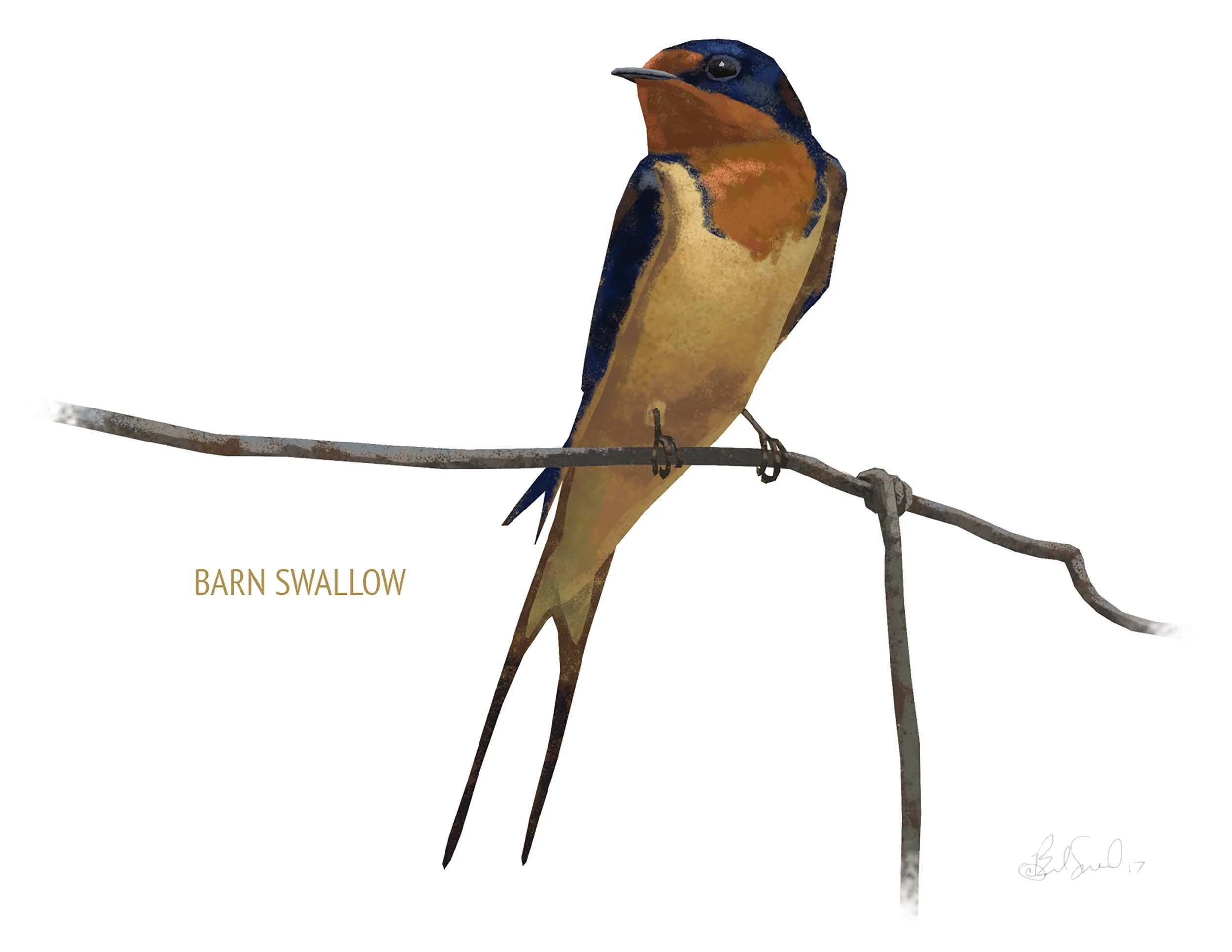 Barn Swallow_cardfront.jpg