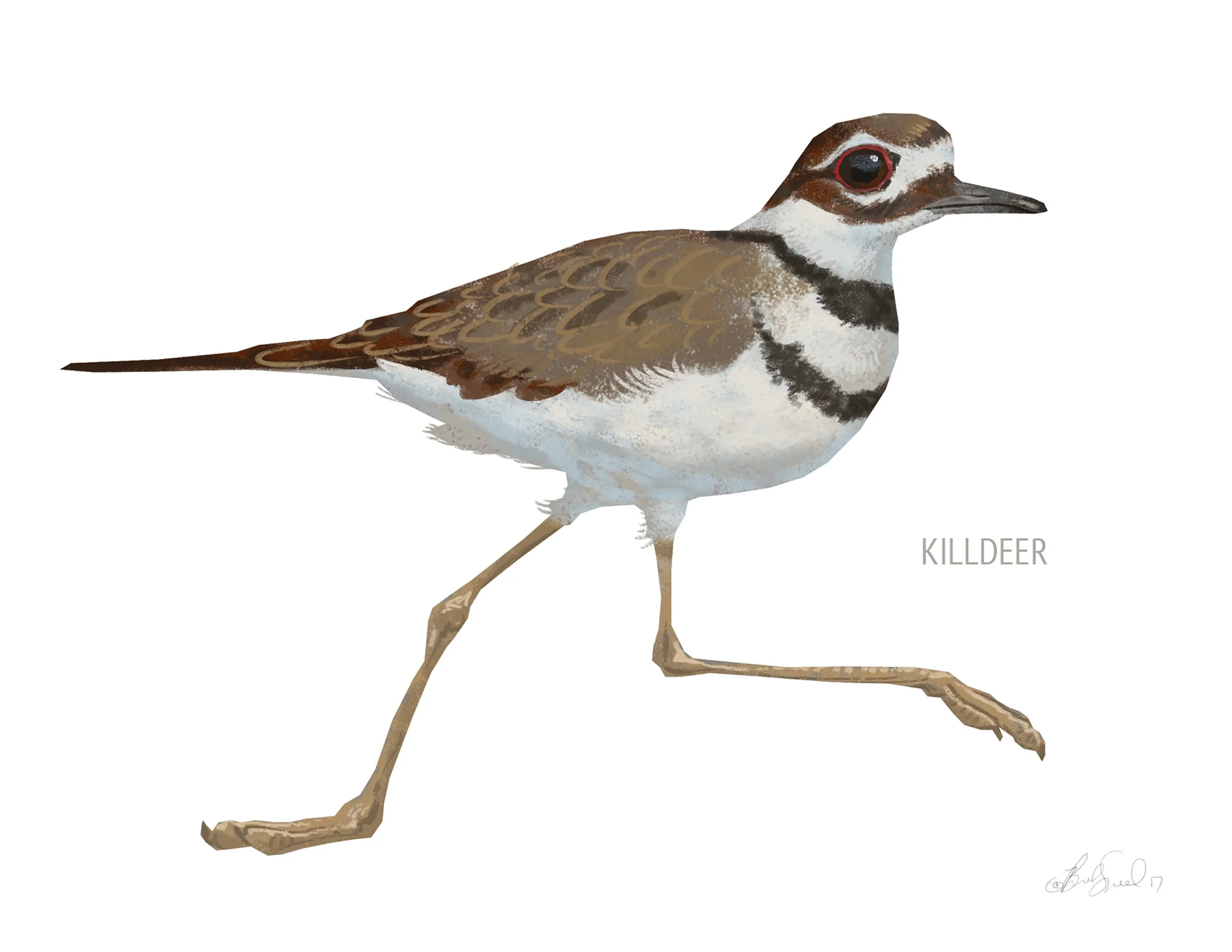 Killdeer_cardfront.jpg