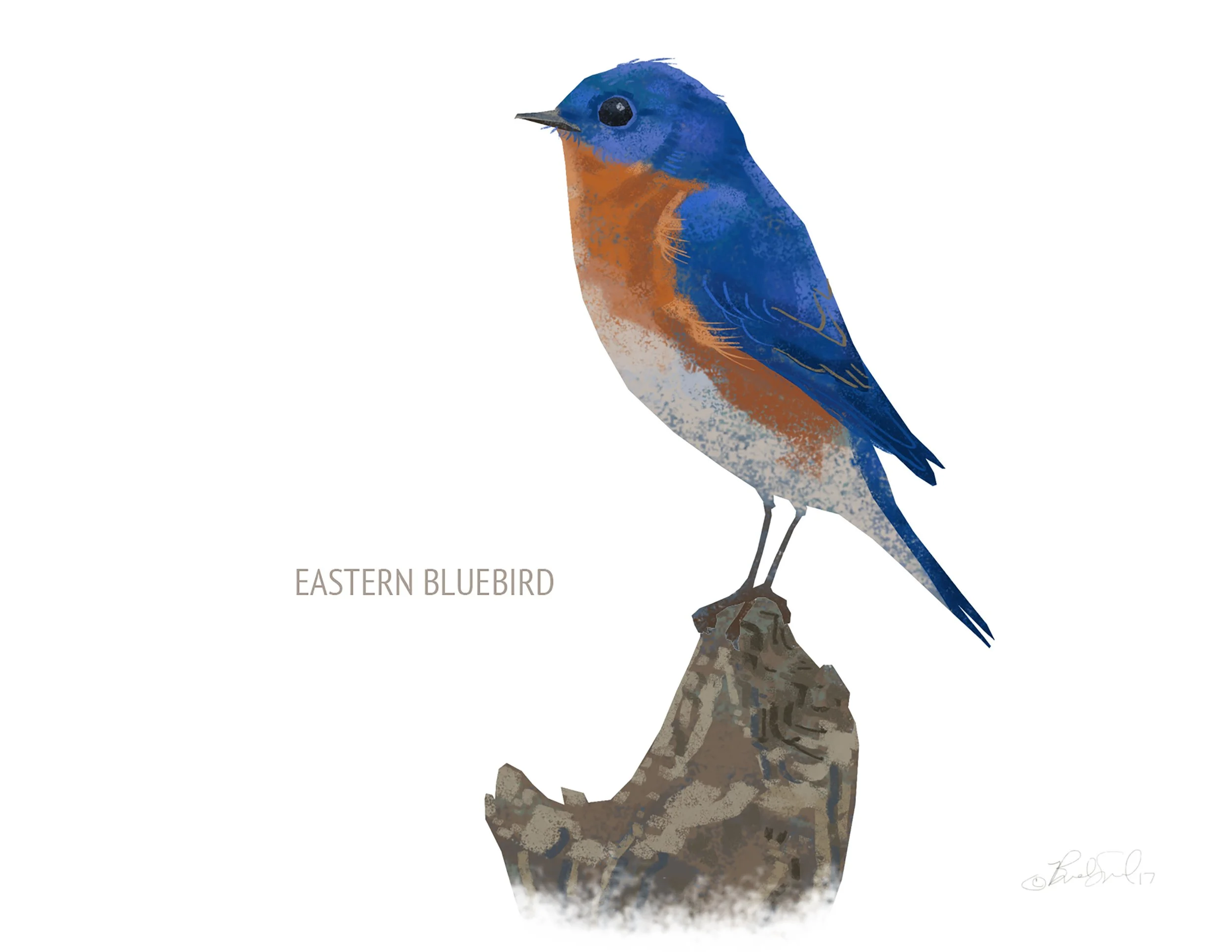 Eastern Bluebird_cardfront.jpg