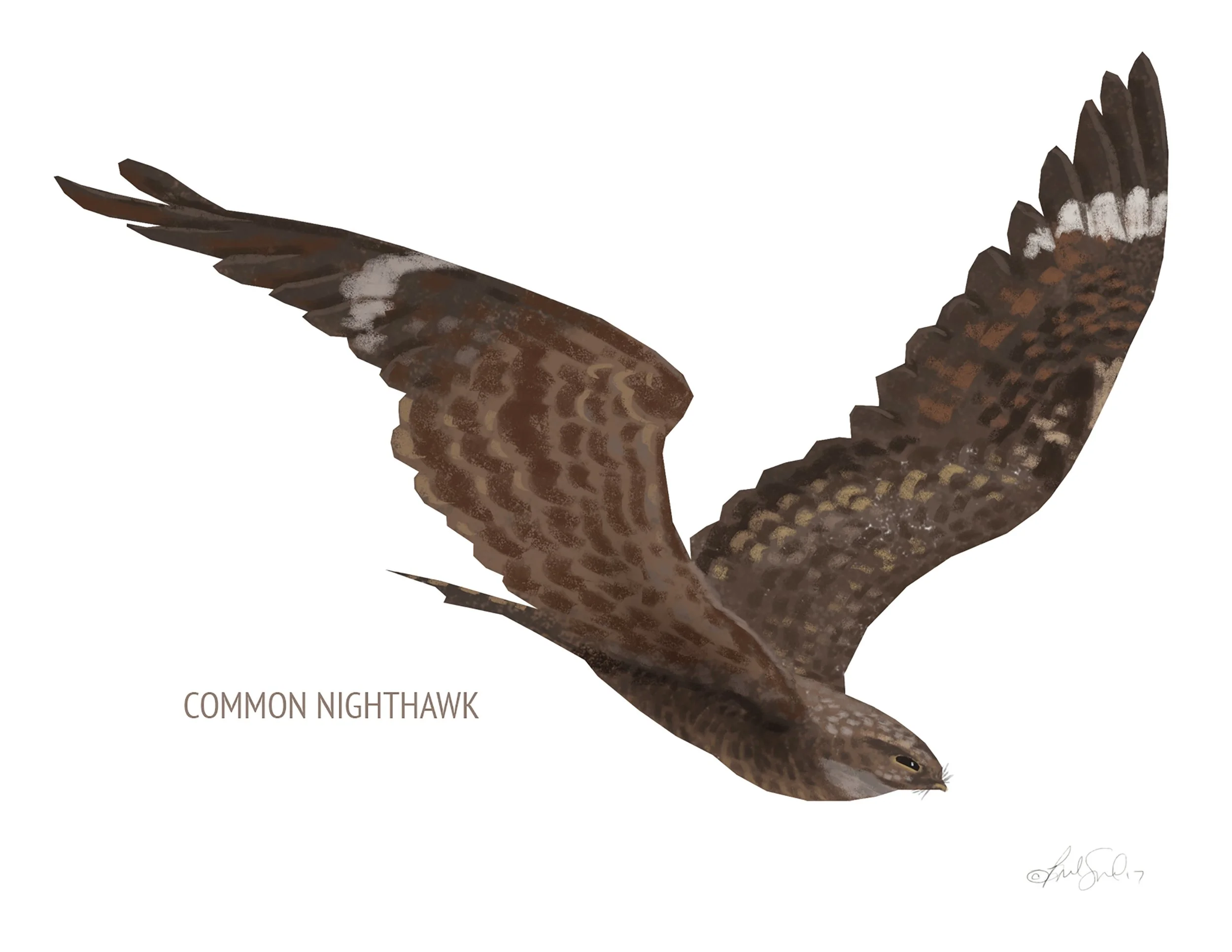 Common Night Hawk_cardfront.jpg