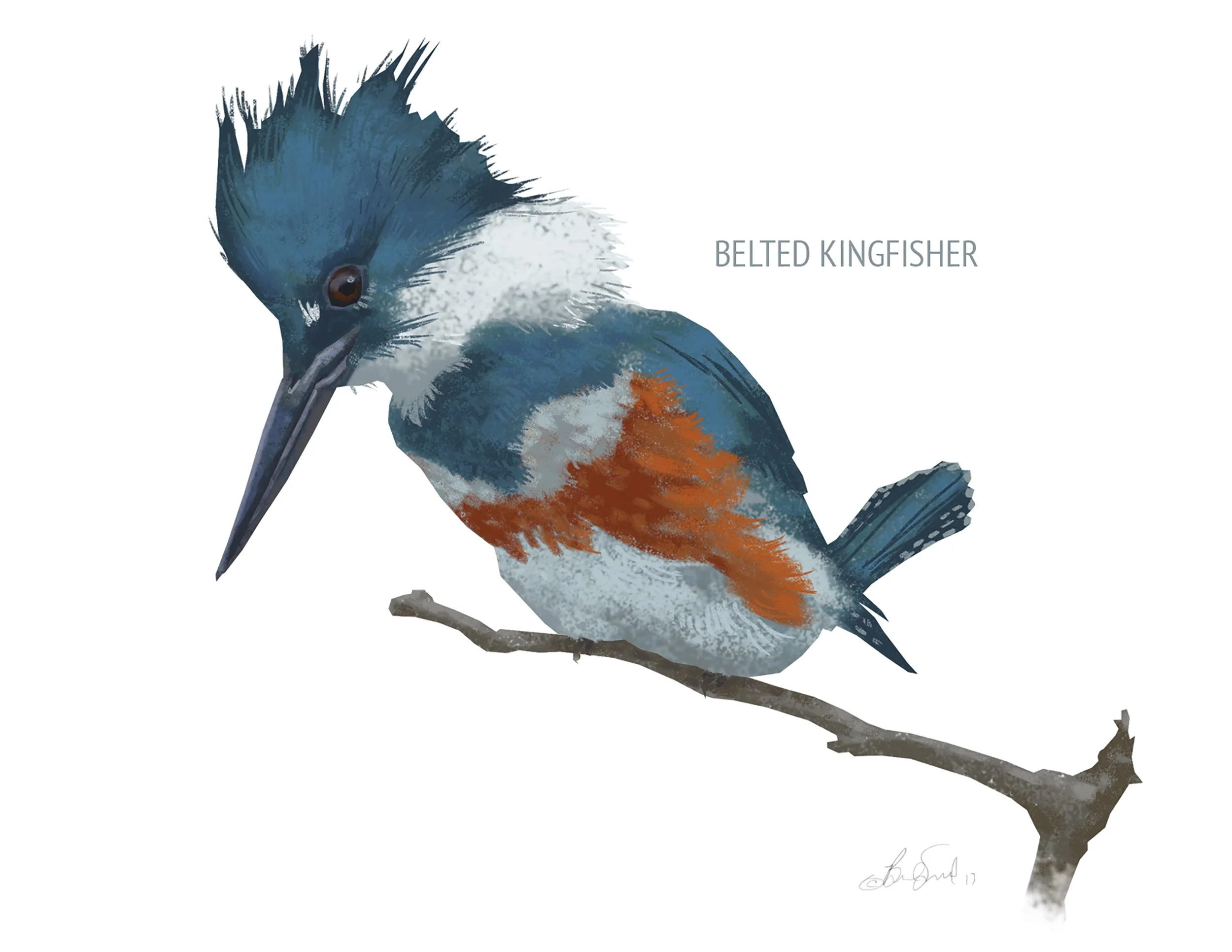 Belted Kingfisher_cardfront.jpg