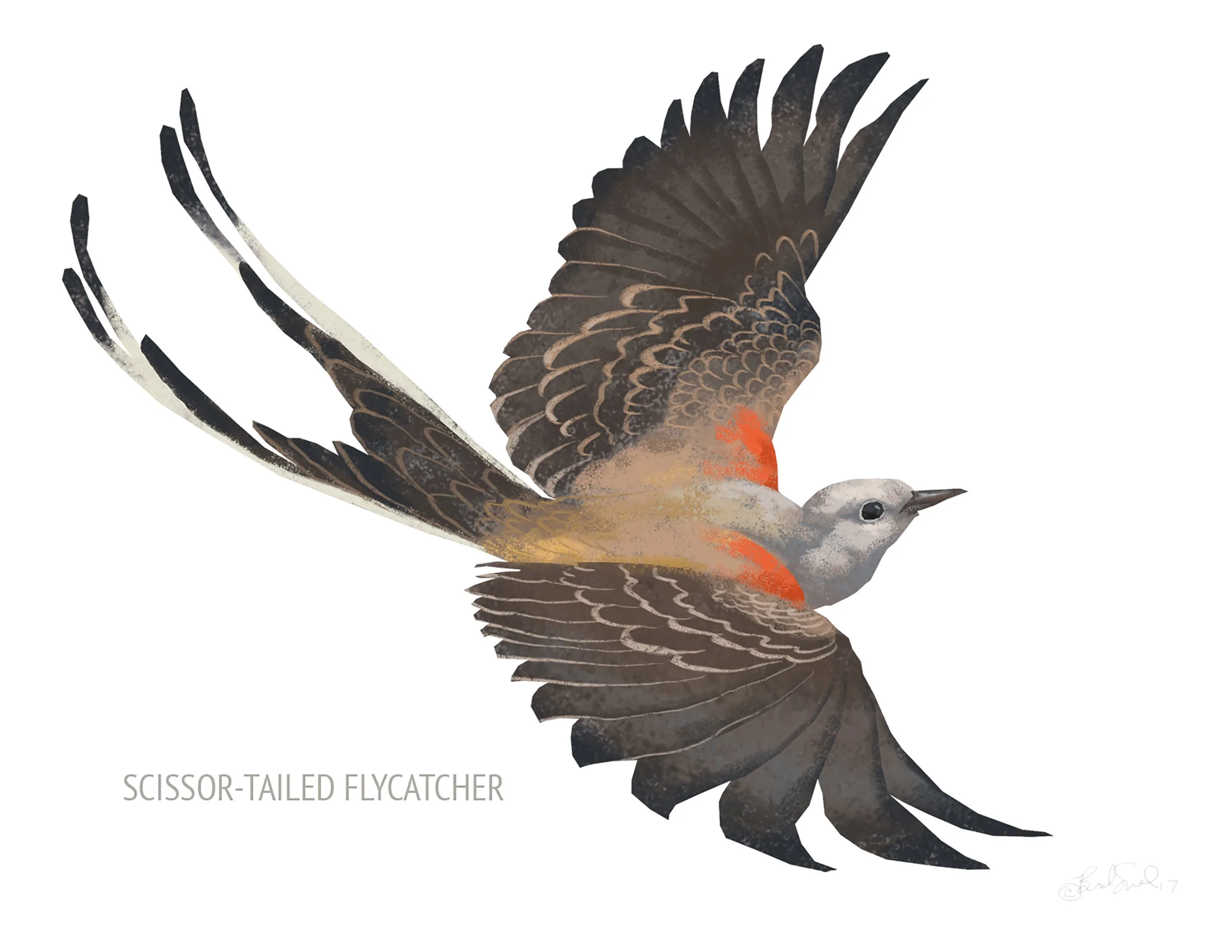 Scissor-tailed Flycatcher_cardfront.jpg