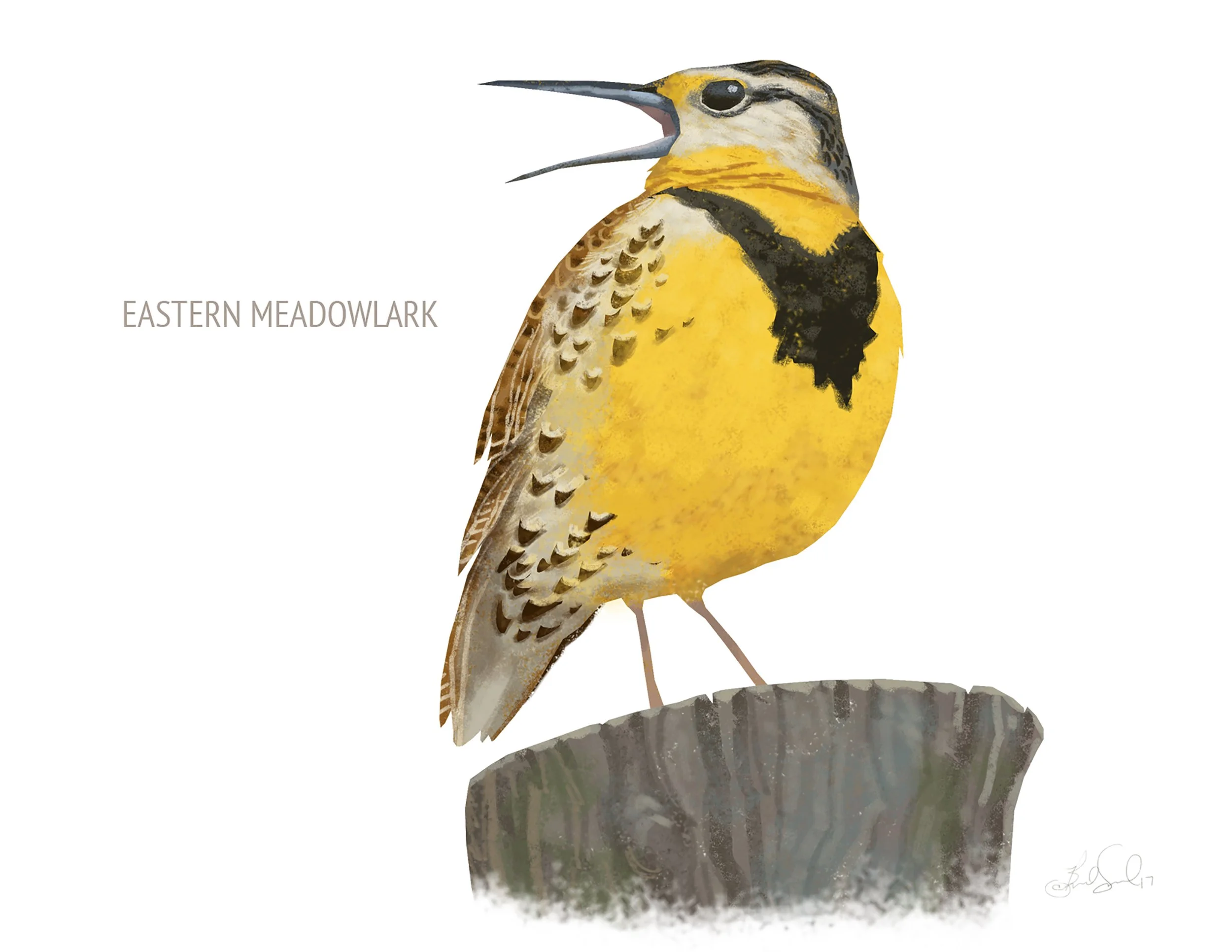 Eastern Meadowlark_cardfront.jpg