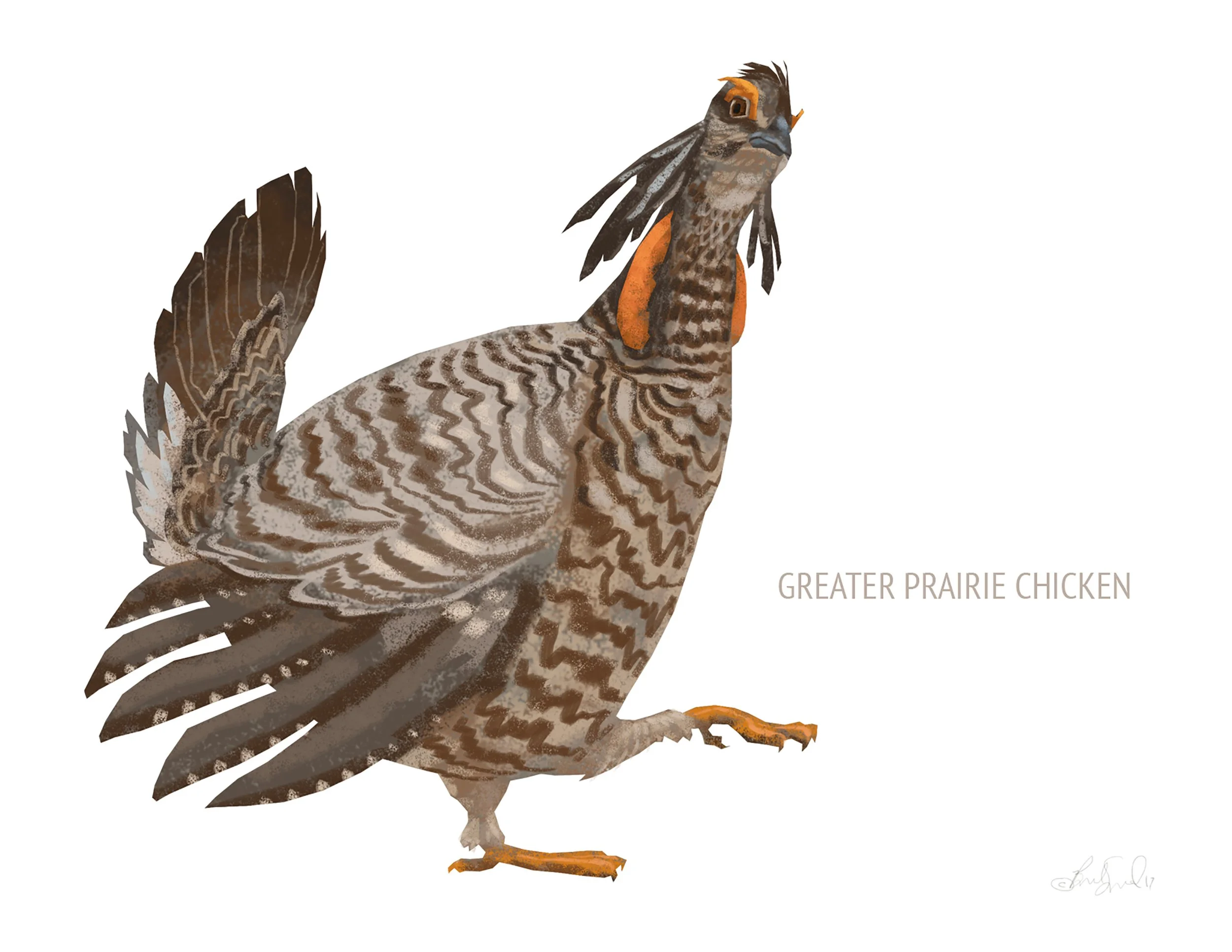 Greater Prairie Chicken_cardfront.jpg
