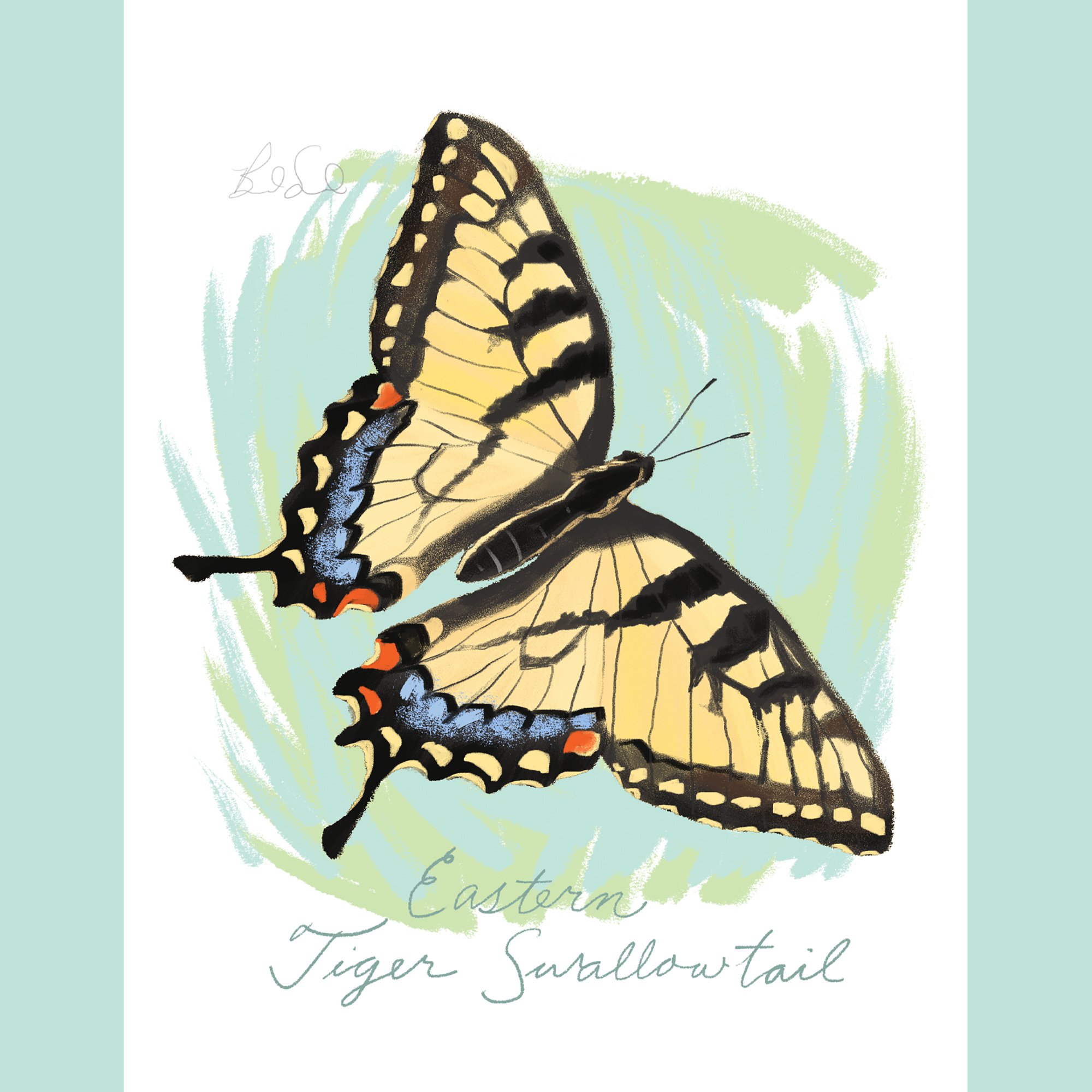 Eastern Tiger Swallowtail_cardfront_IG.jpg