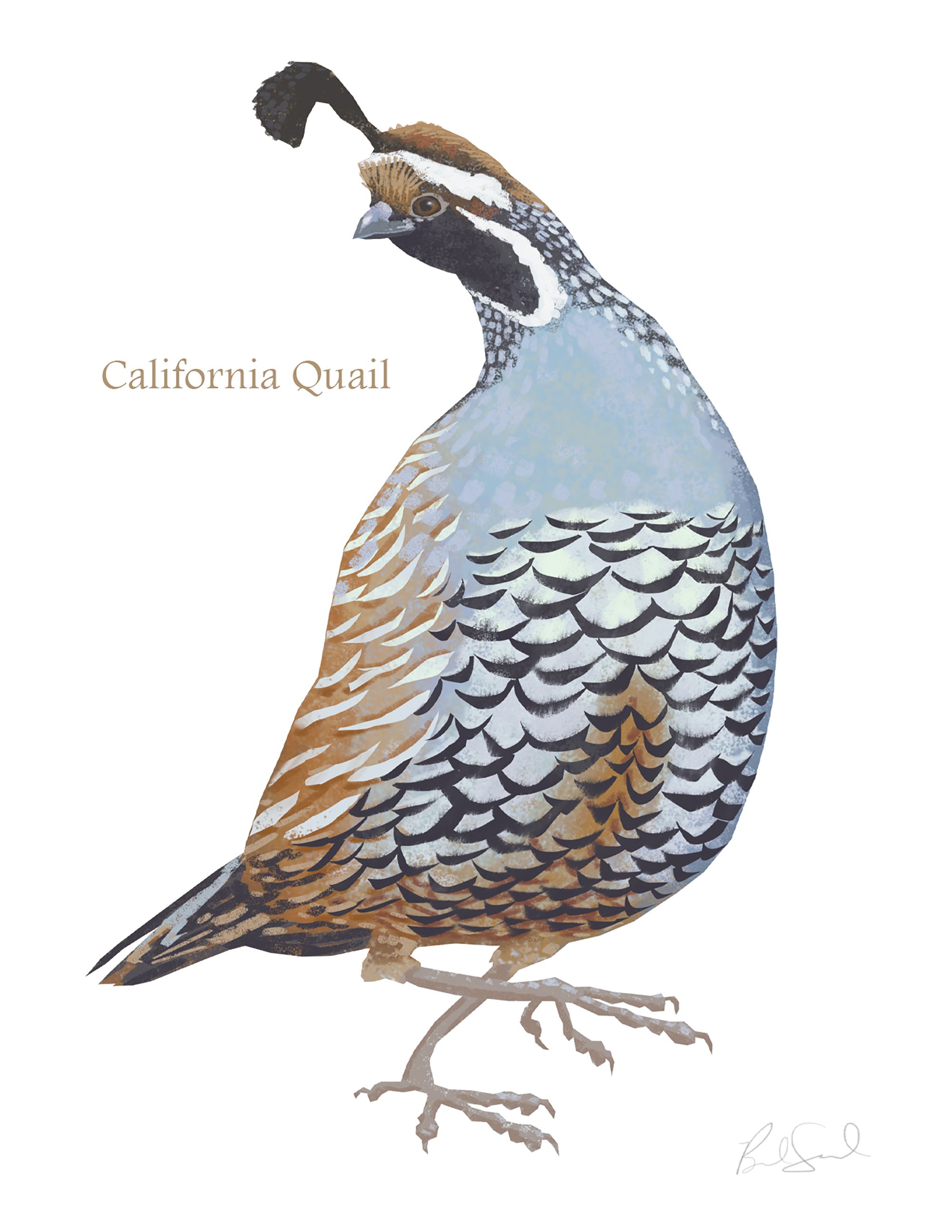 California Quail_cardfront.jpg