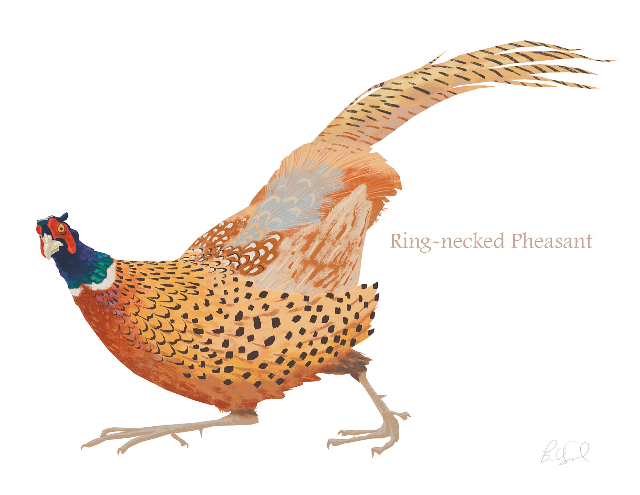 Ring-necked Pheasant_cardfront.jpg