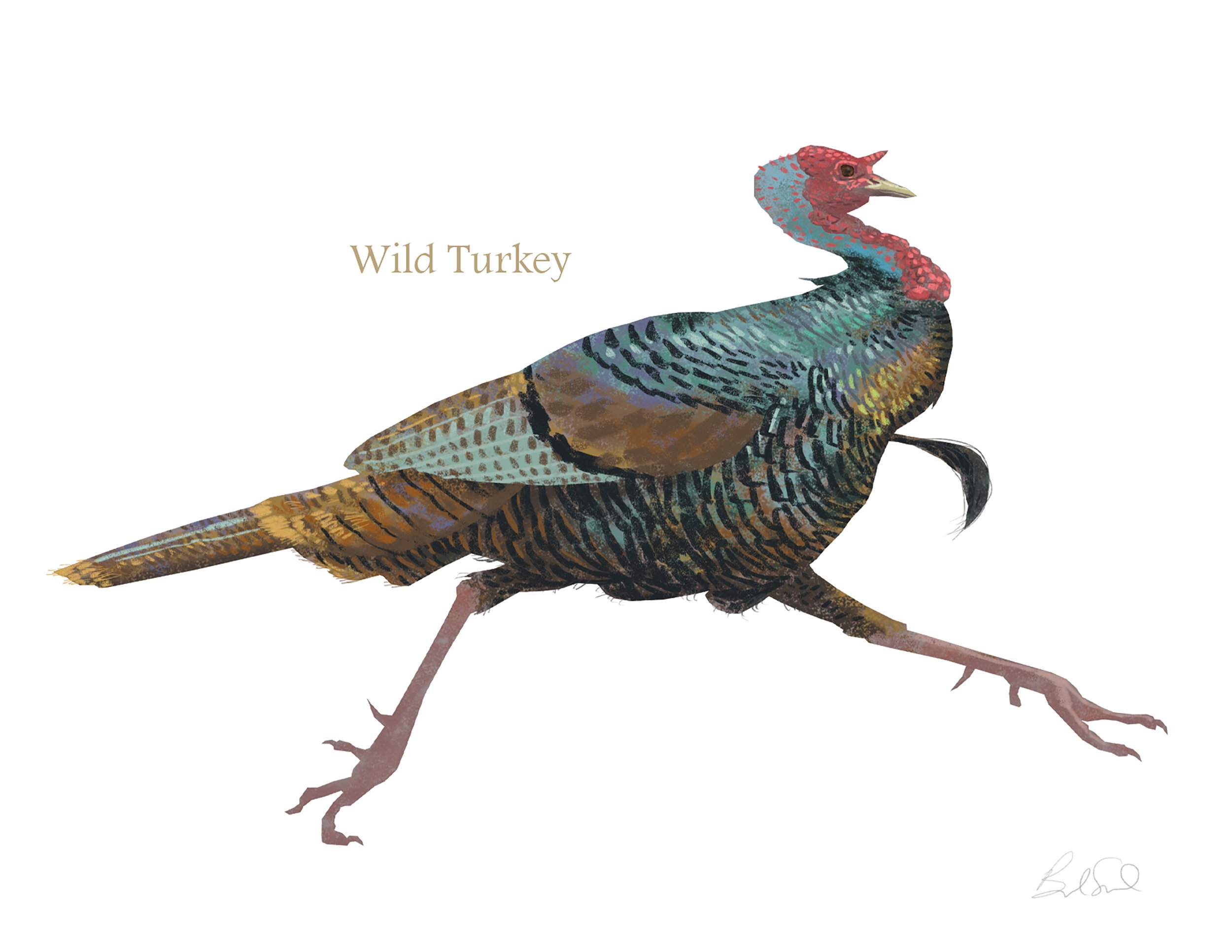 Wild Turkey_cardfront.jpg