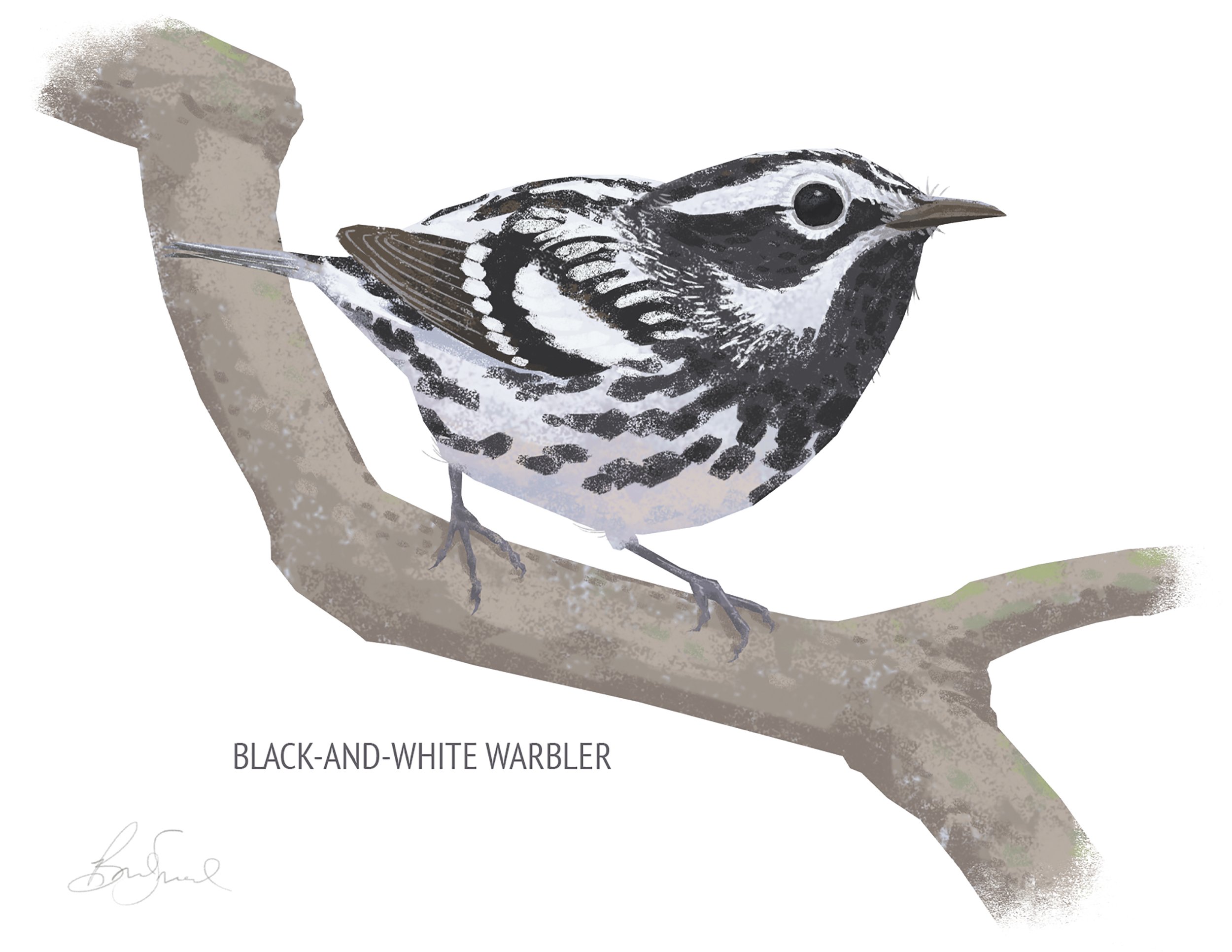 Black-and-white Warbler_cardfront.jpg