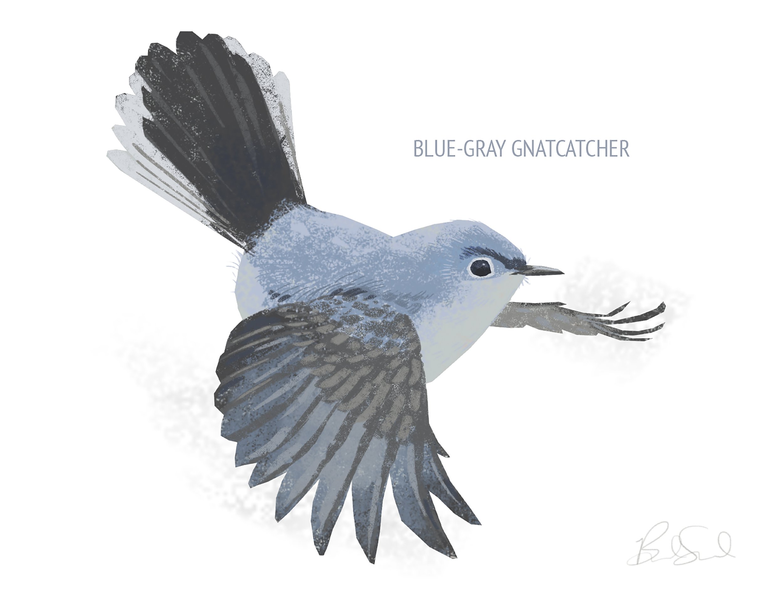 Blue-gray Gnatcatcher_cardfront.jpg