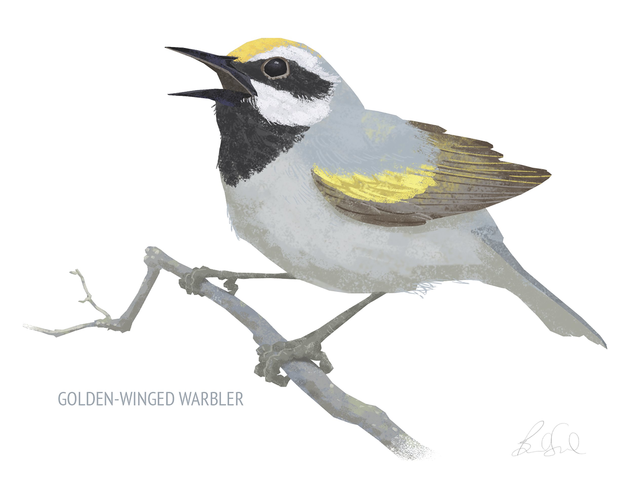 Golden-winged Warbler_cardfront.jpg