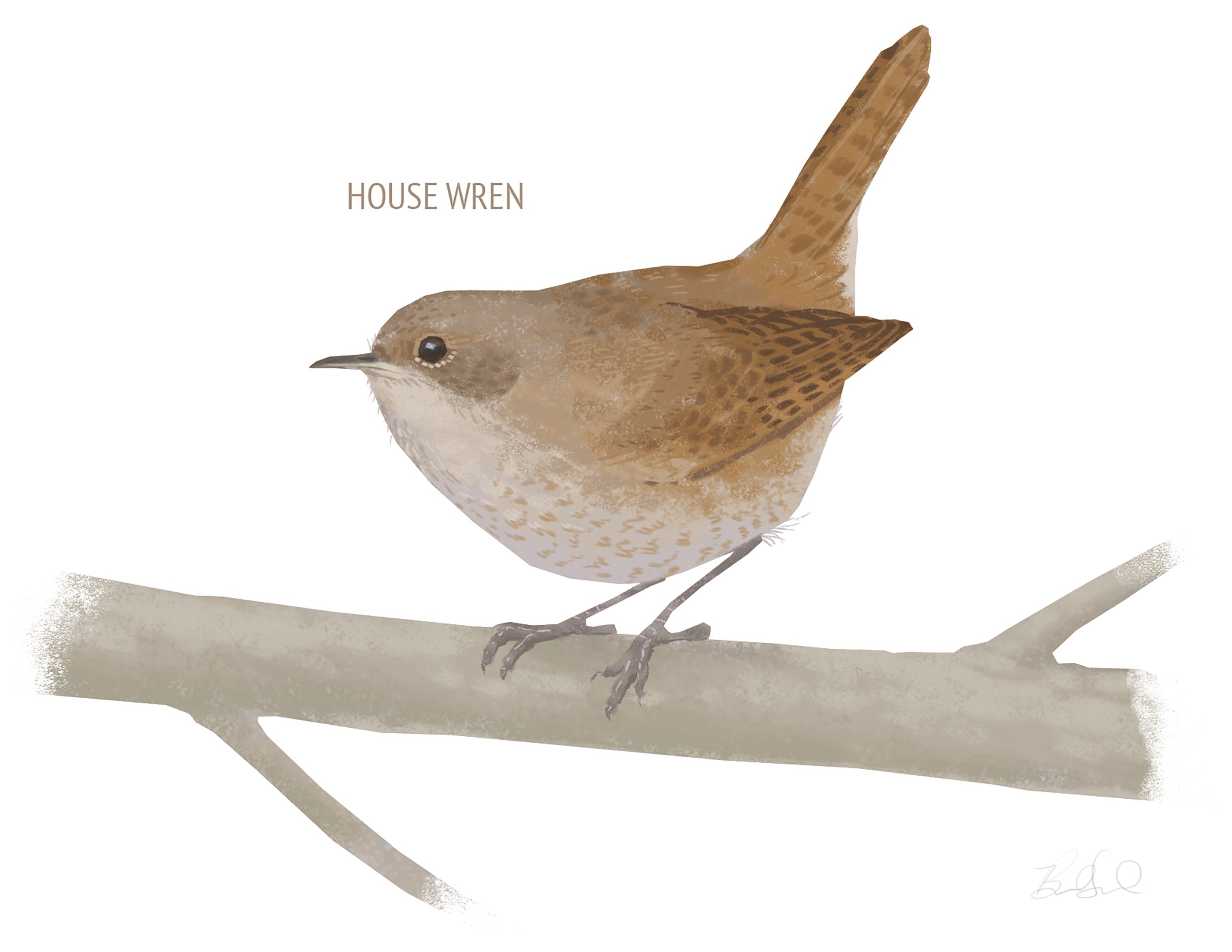 House Wren_cardfront.jpg